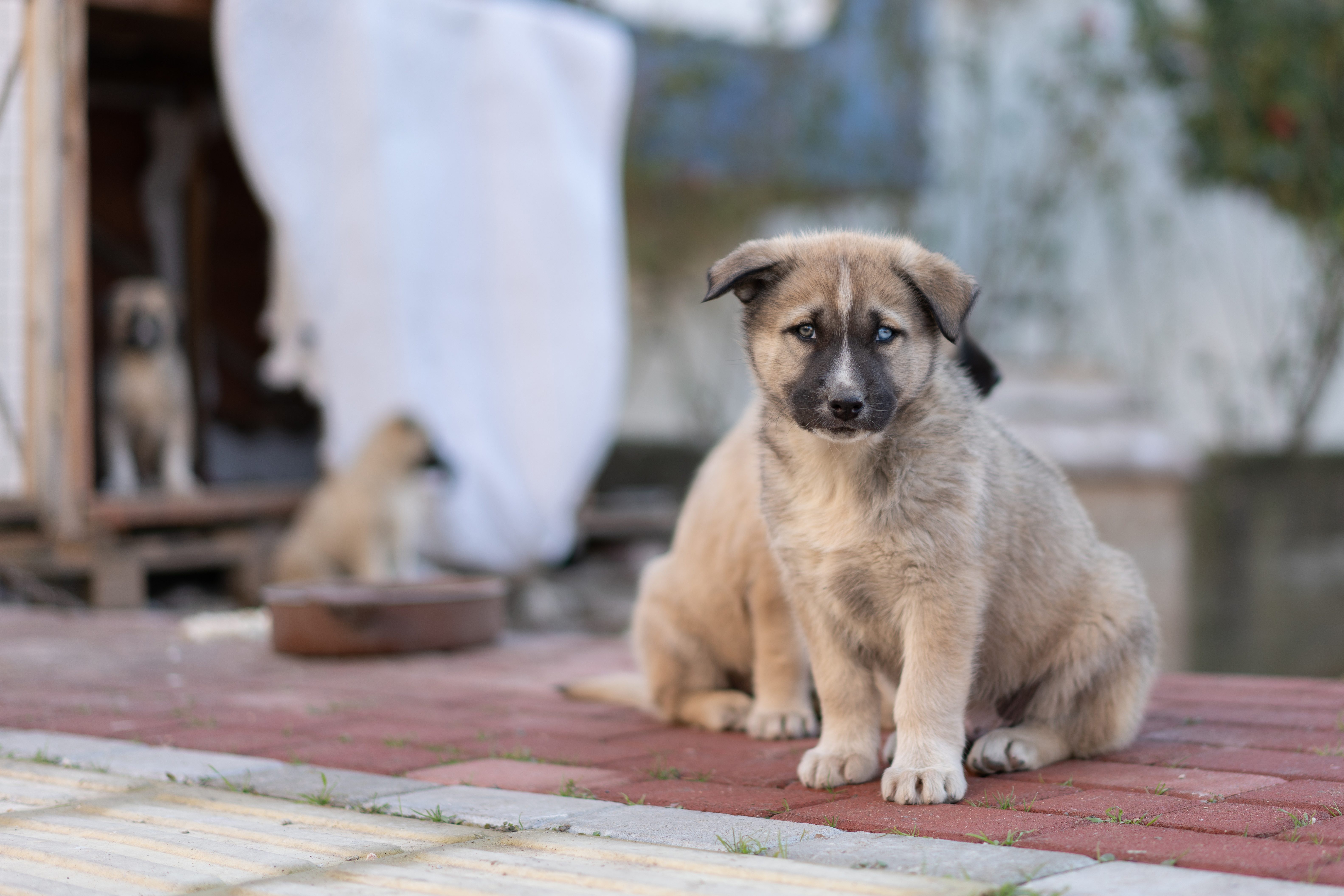 cuccioli randagi