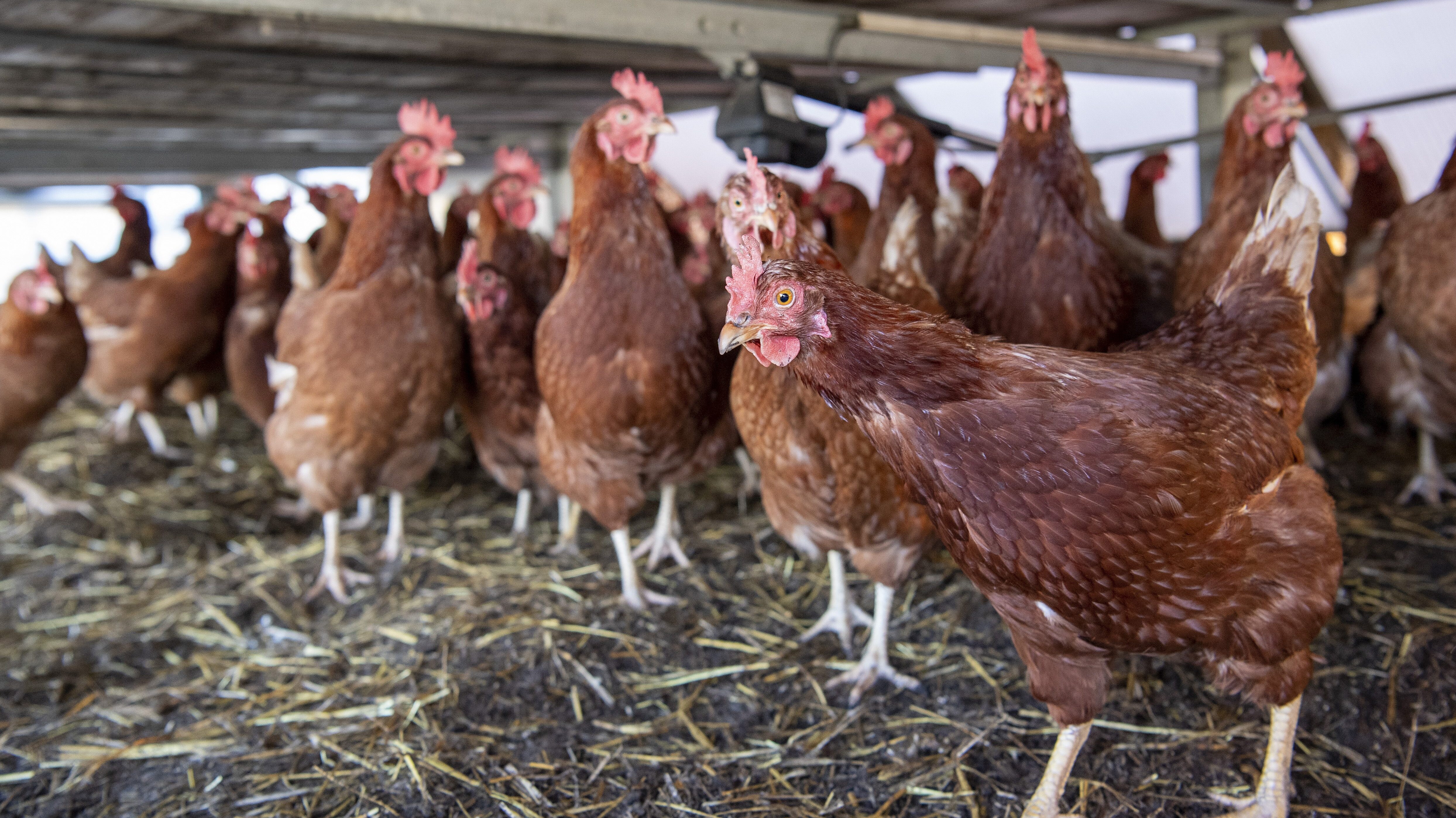 galline