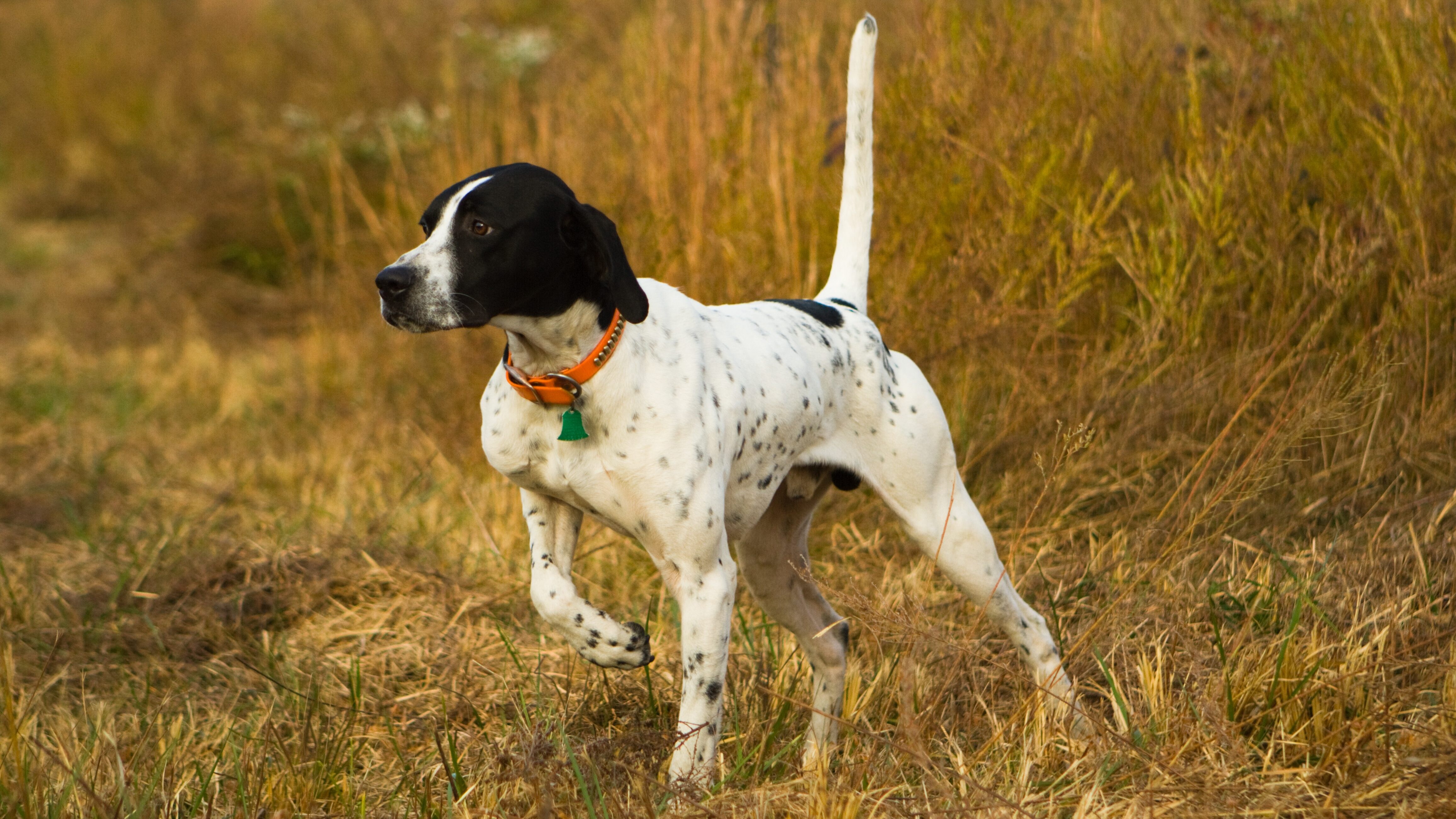 Pointer inglese