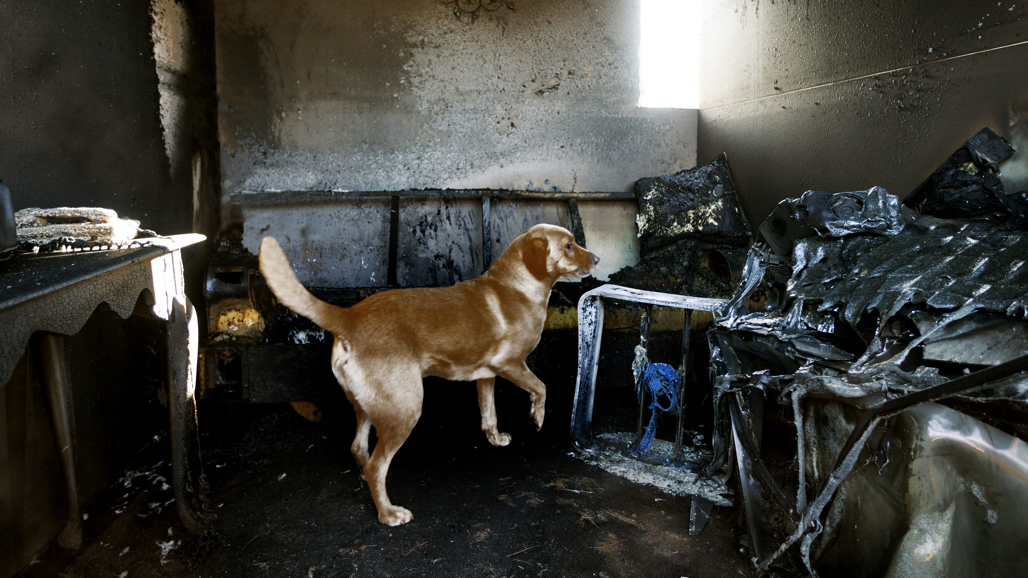 cane catena incendio
