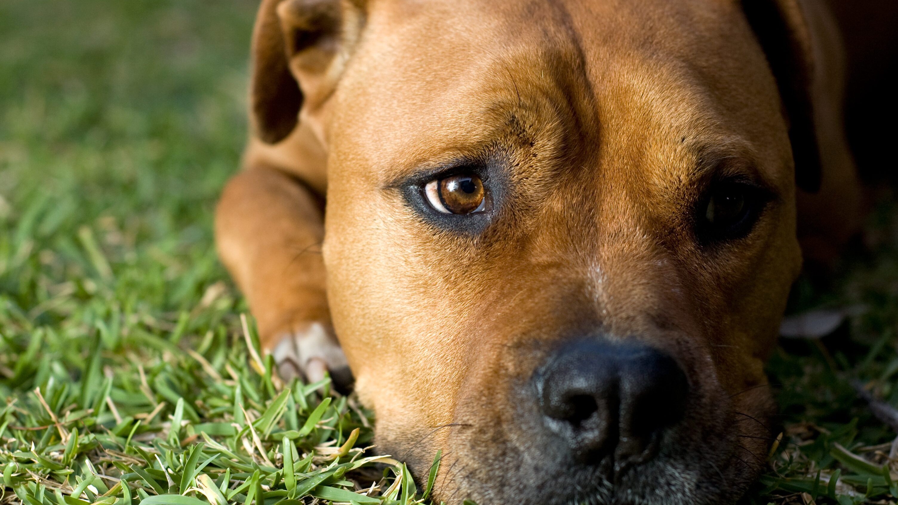 American Staffordshire