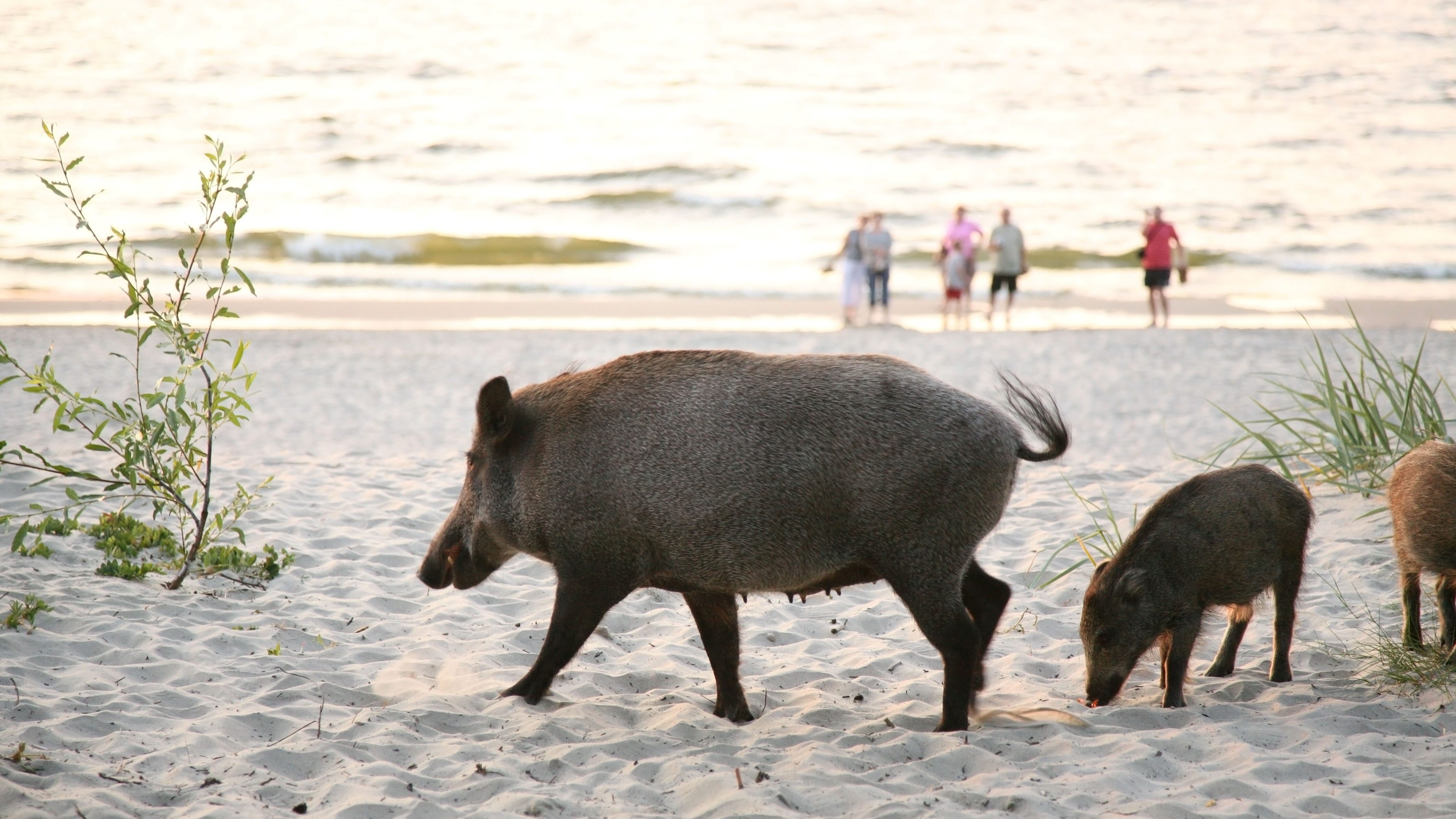 cinghiale