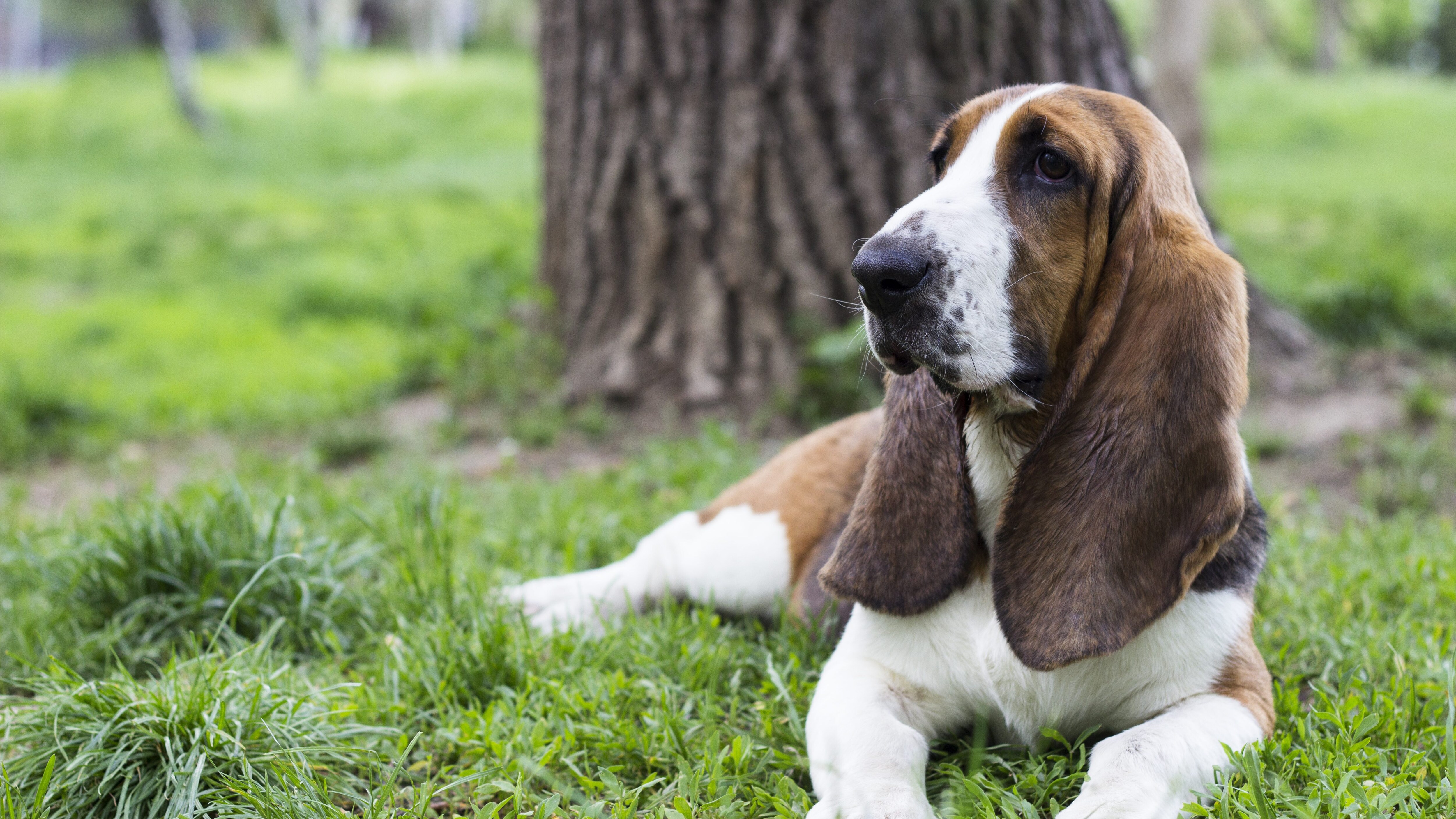 Basset Hound