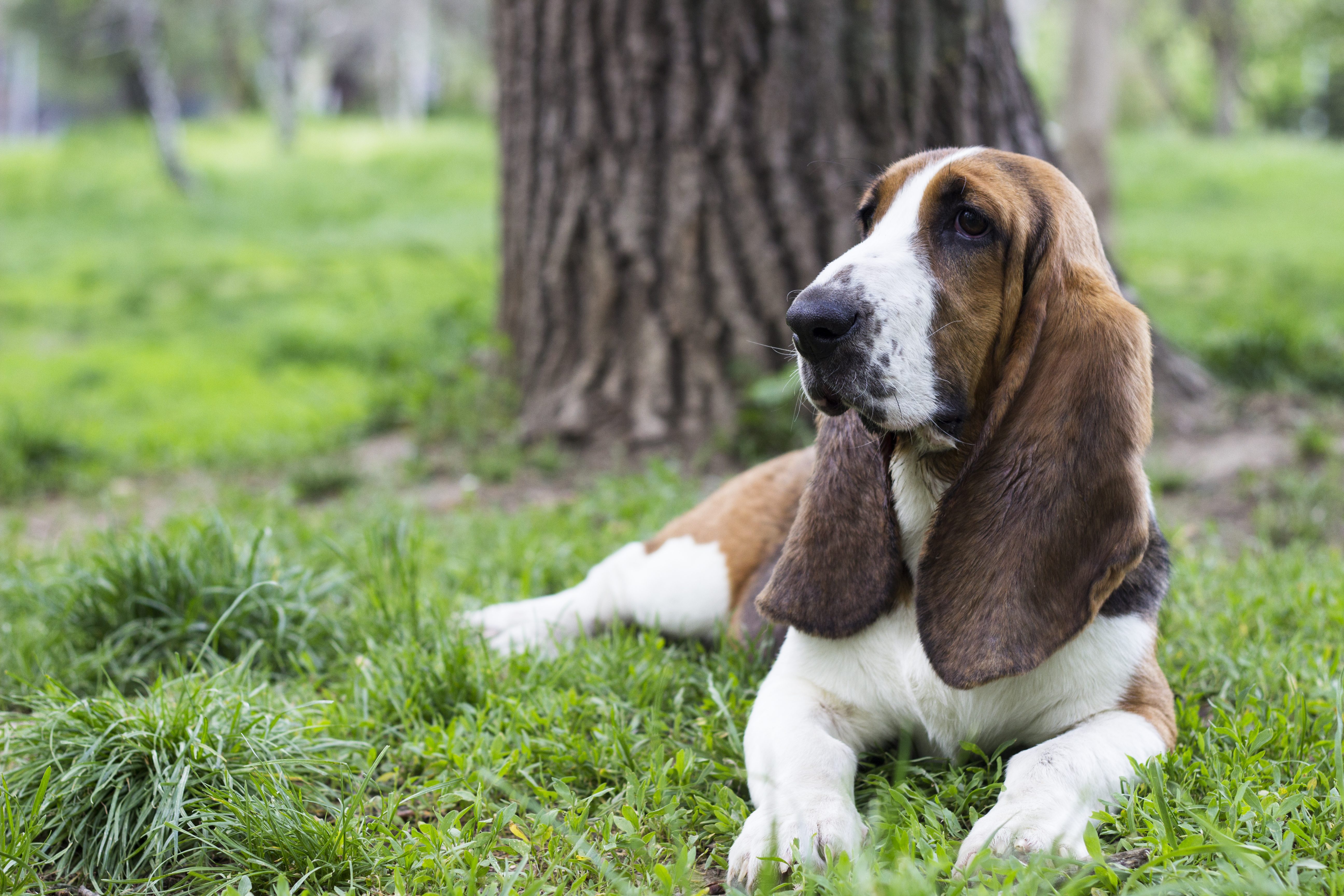 Basset Hound