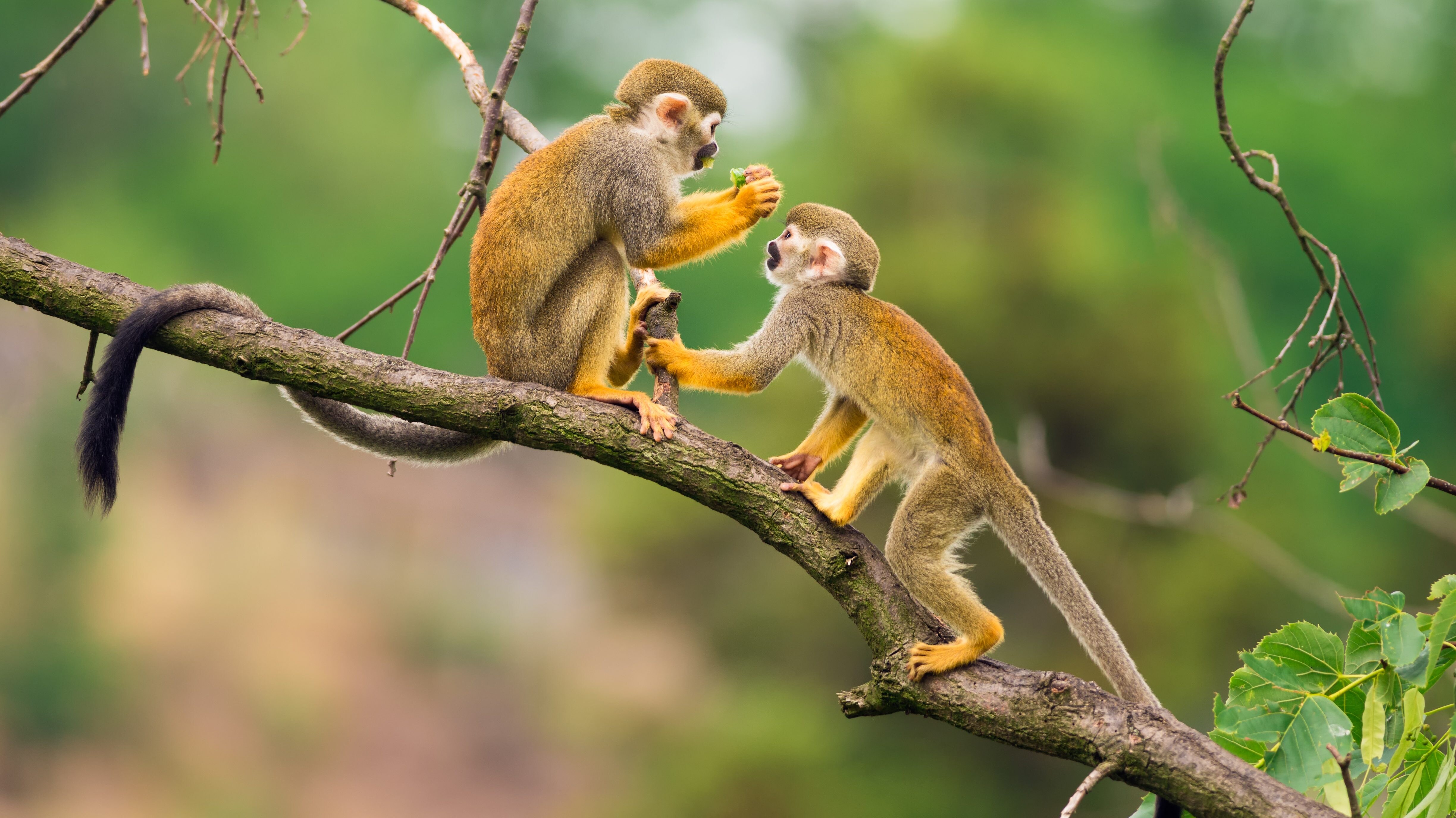 biodiversità scimmia