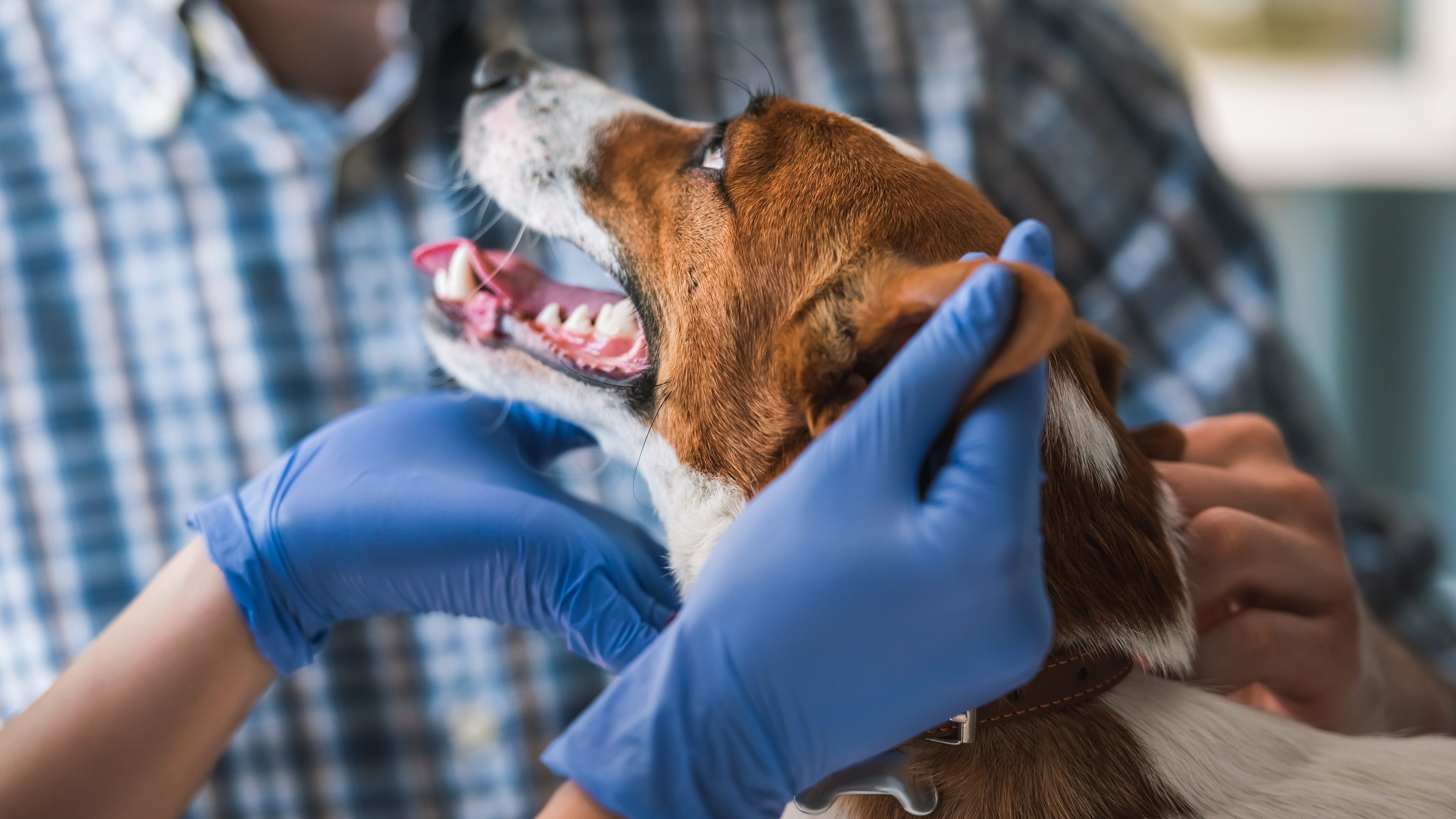cane melanoma