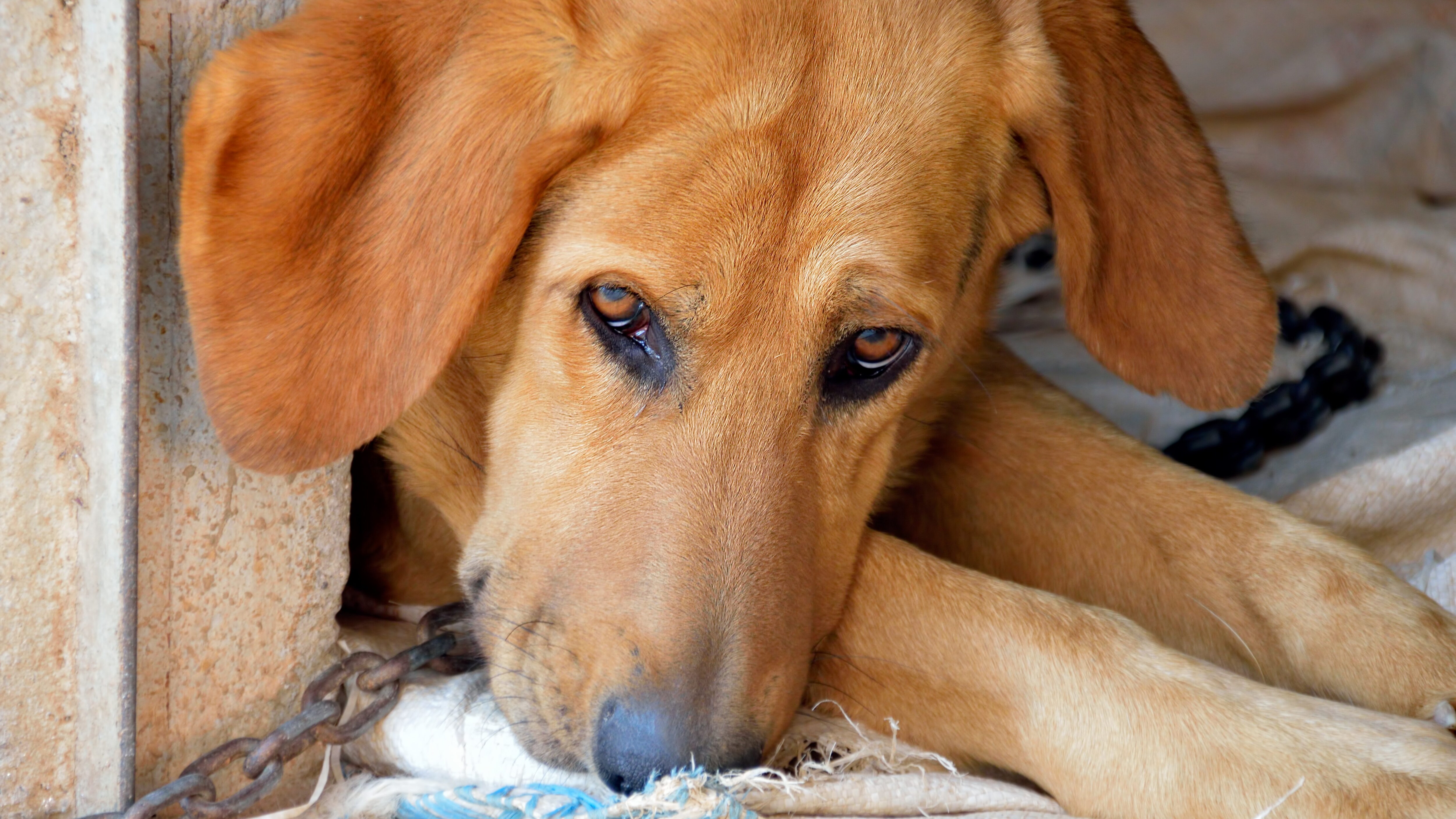cane triste