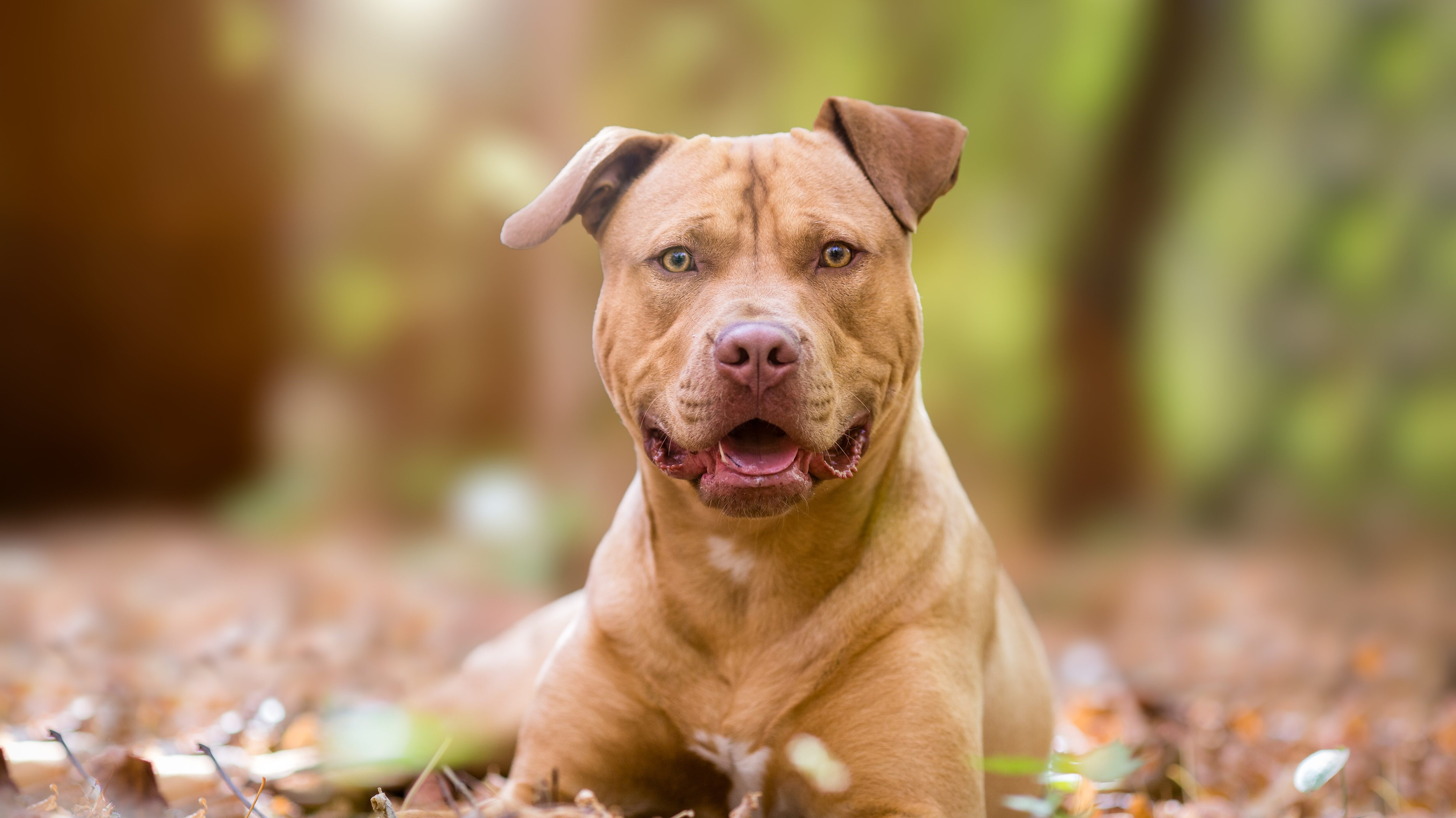 pitbull