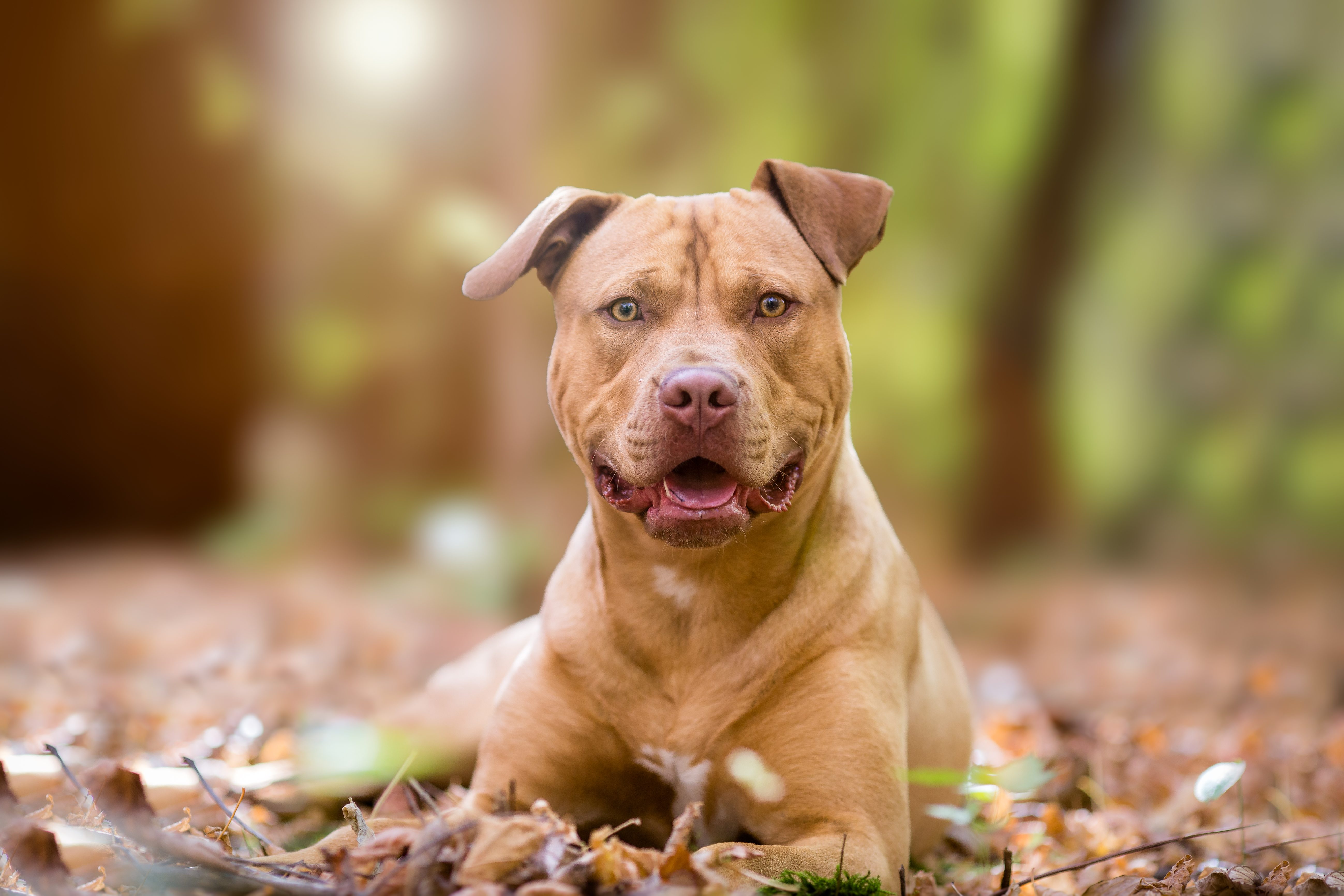 pitbull