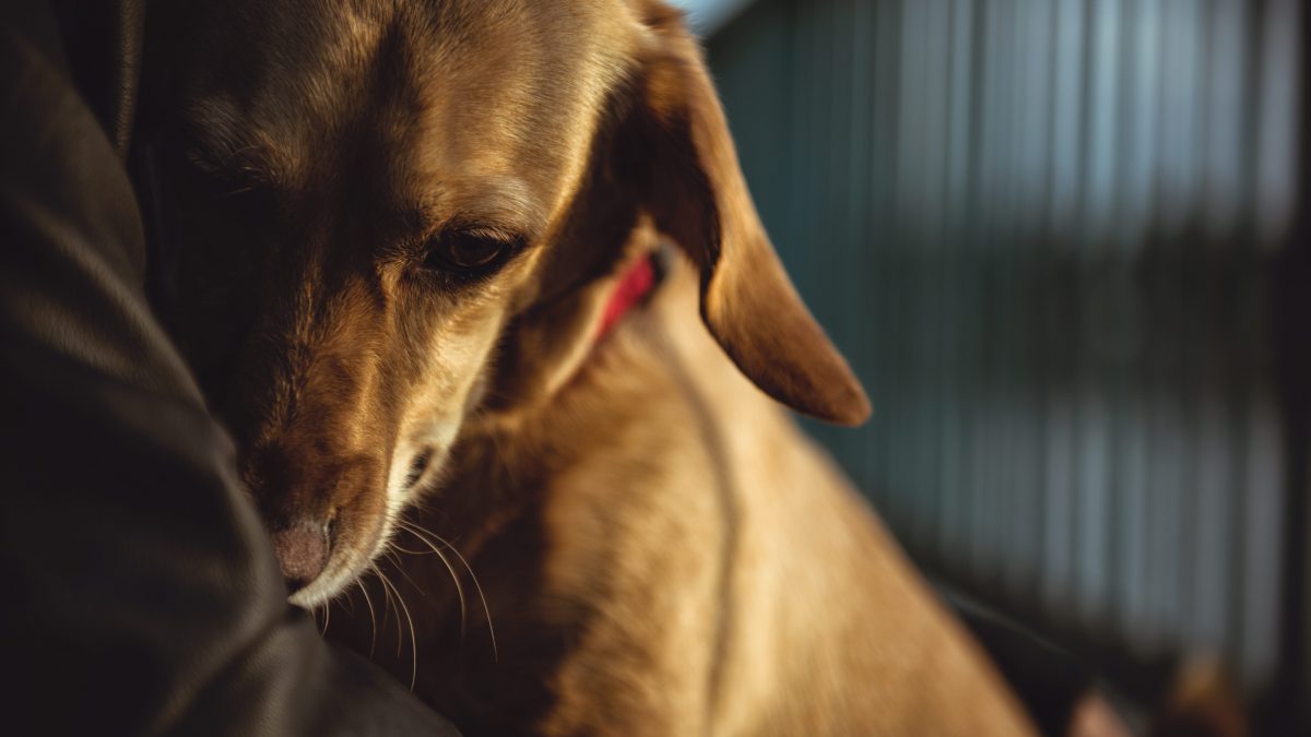 cane maltrattato