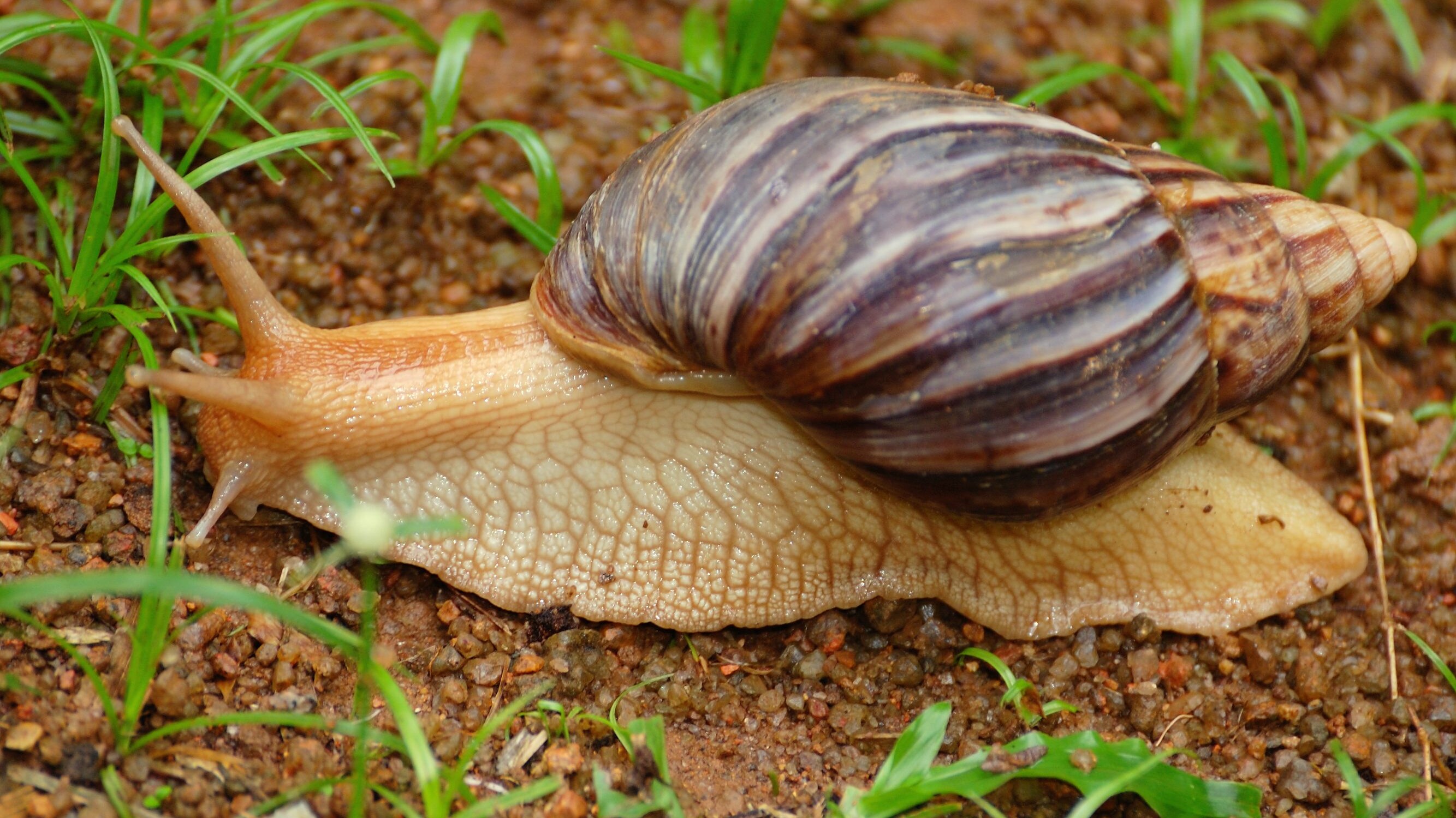 lumaca