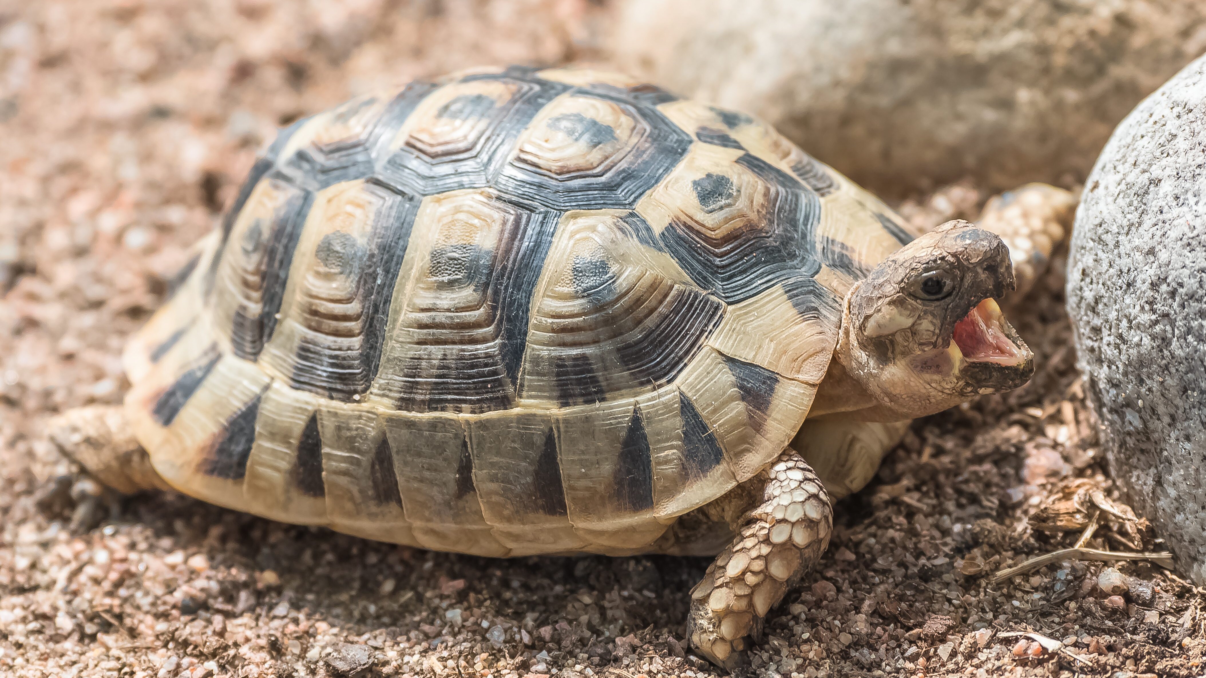 Testudo graeca nabeulensis