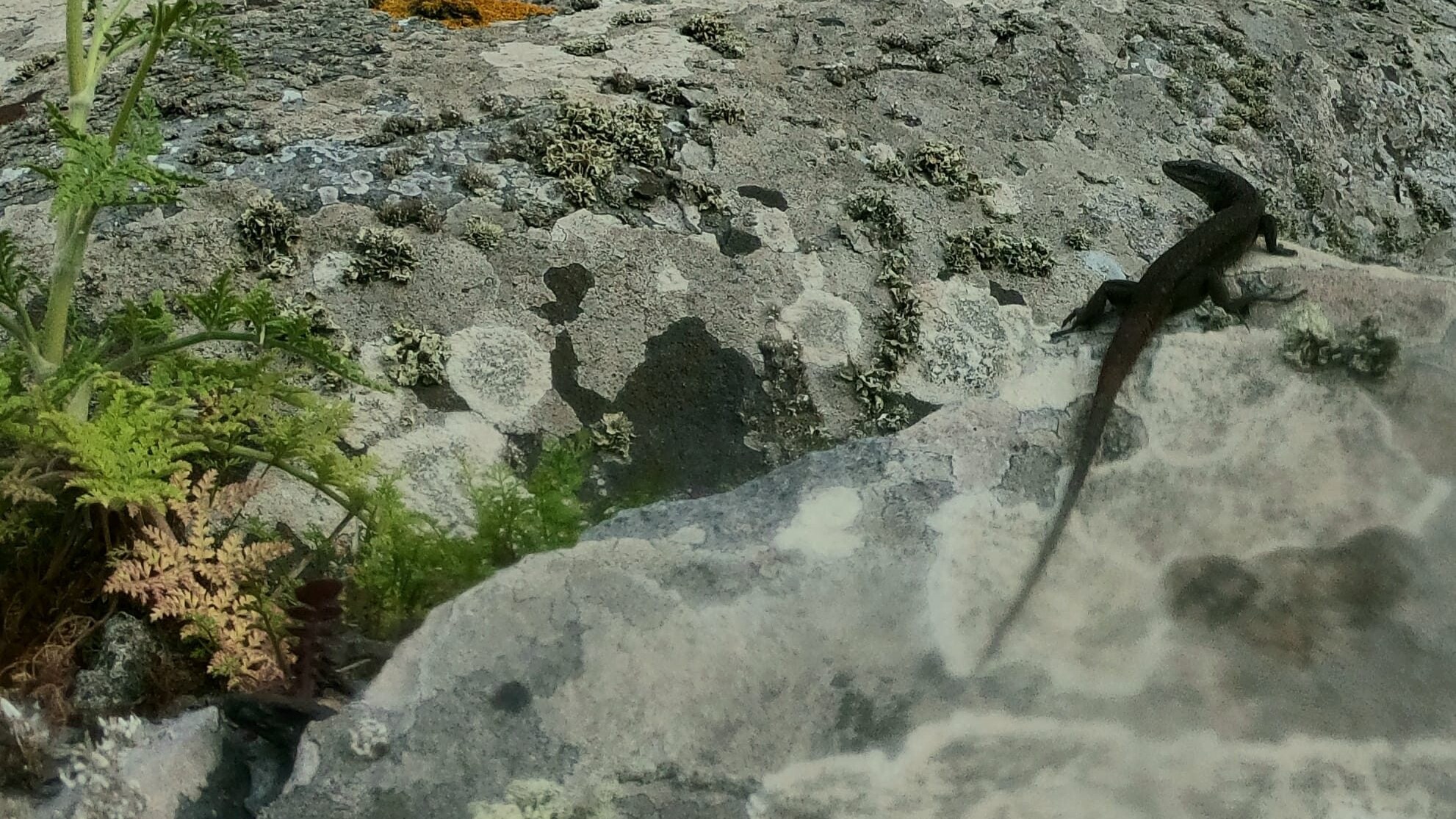 lucertola nera