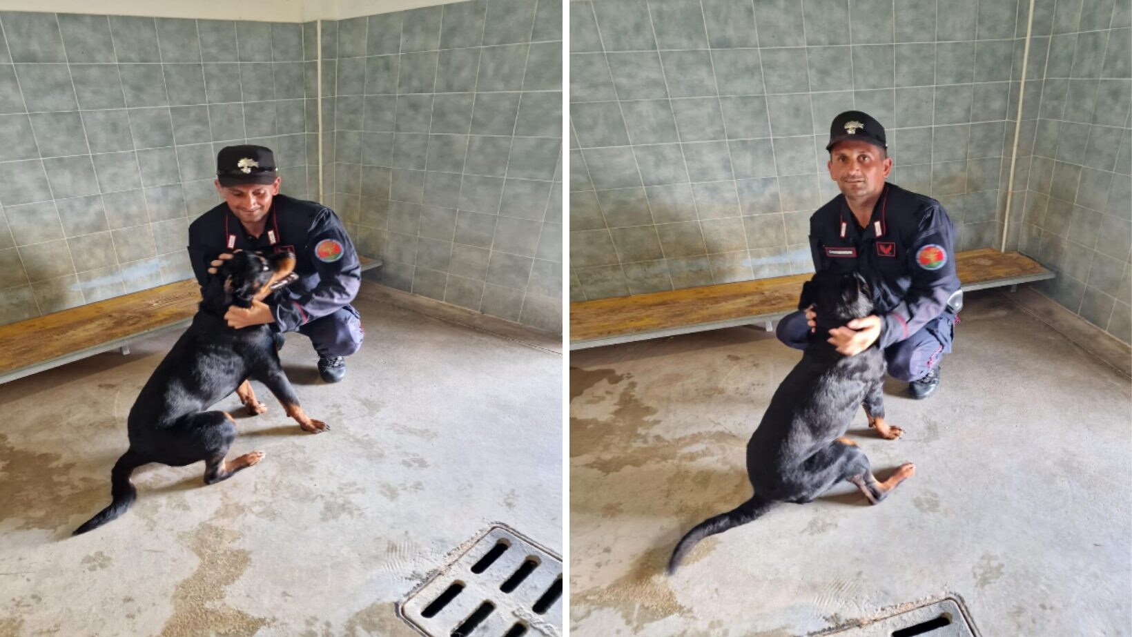 rottweiler salerno