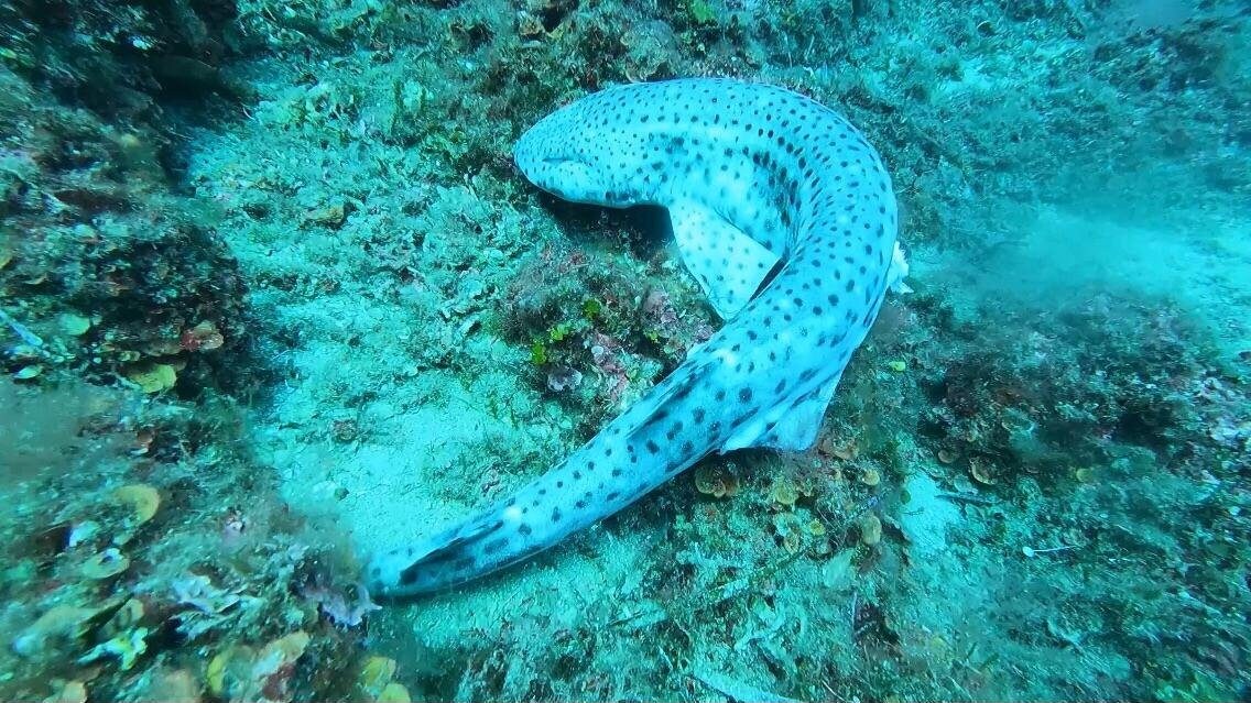 squalo gattopardo