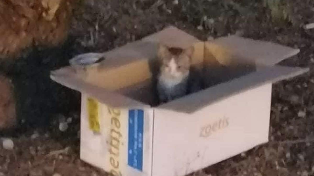Gatto scatola Kodami