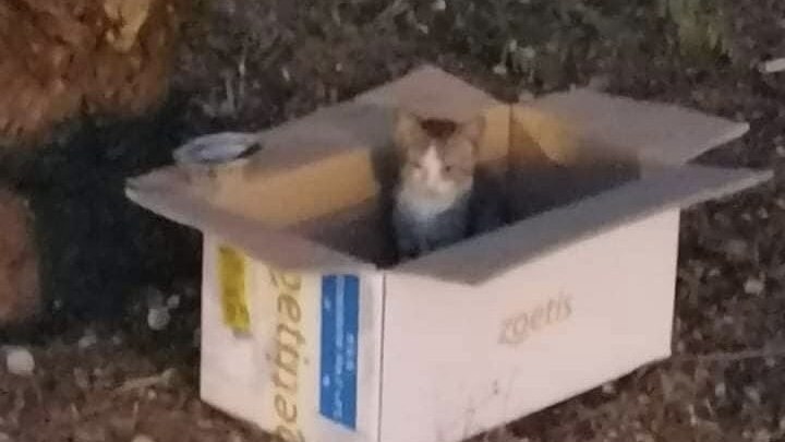 Gatto scatola Kodami
