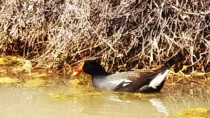 Gallinelle Porto Bari