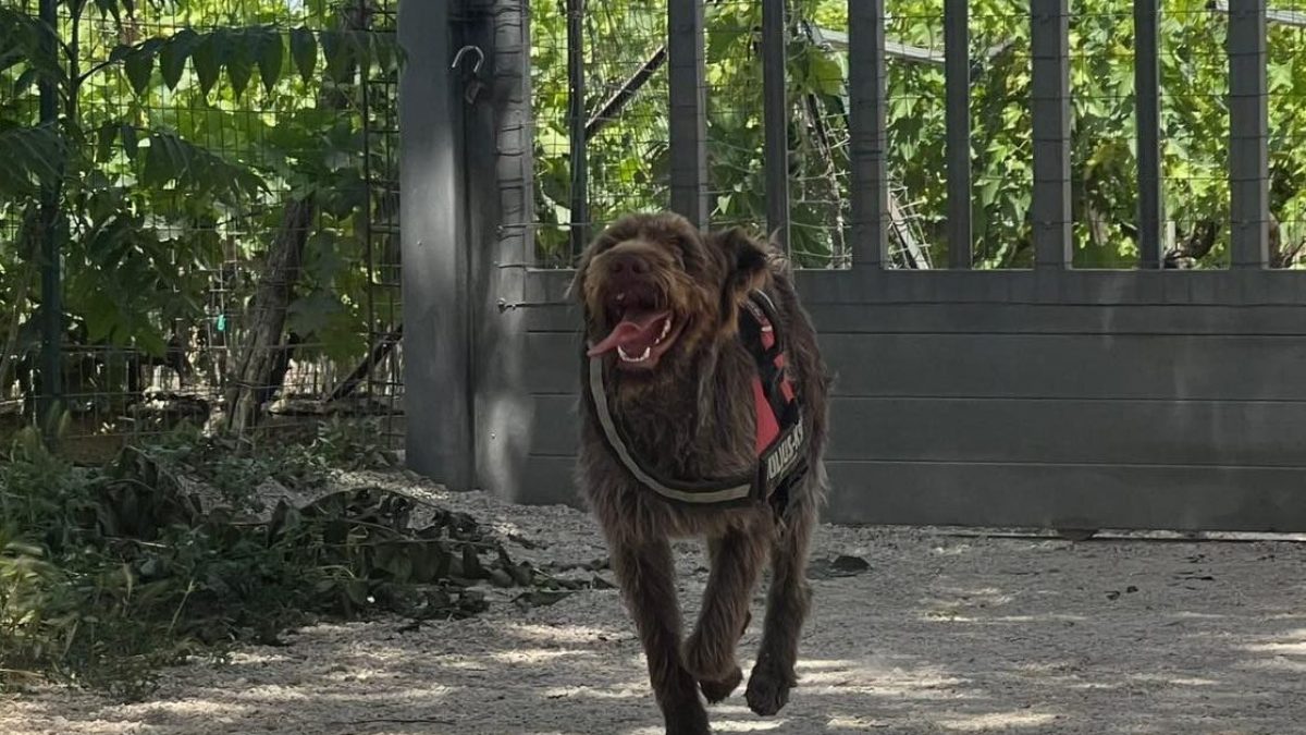 Rifugio La Guardiola cane