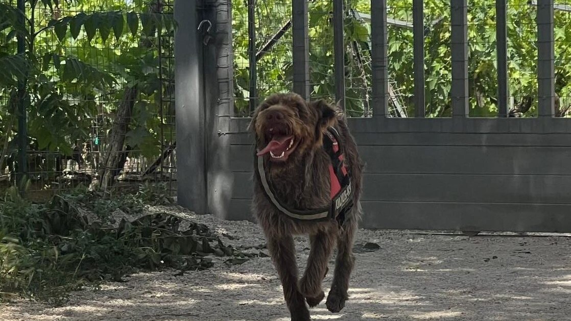 Rifugio La Guardiola cane