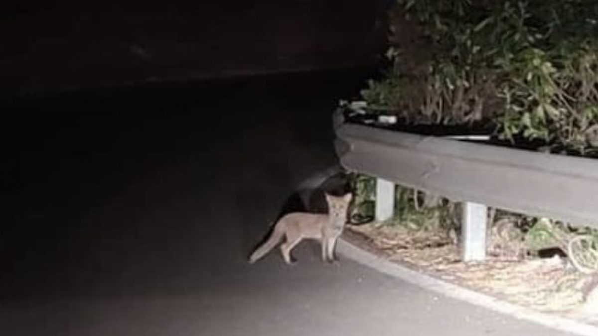 volpi vietri sul mare