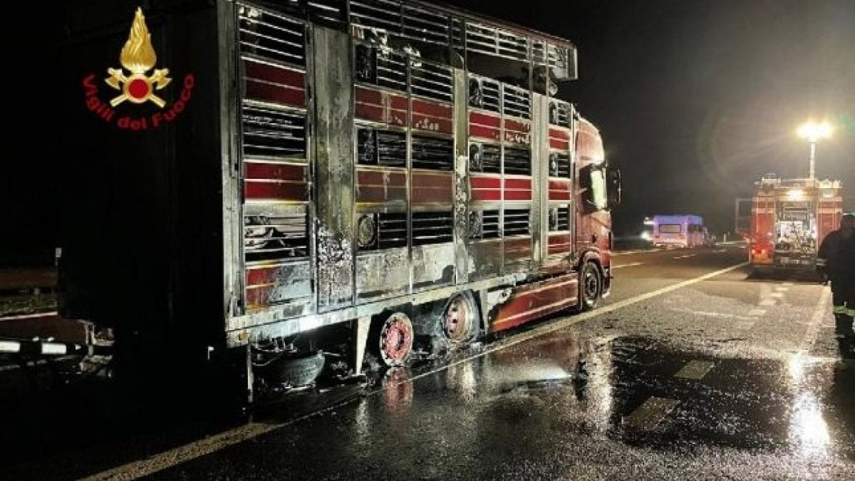 incidente mucche morte