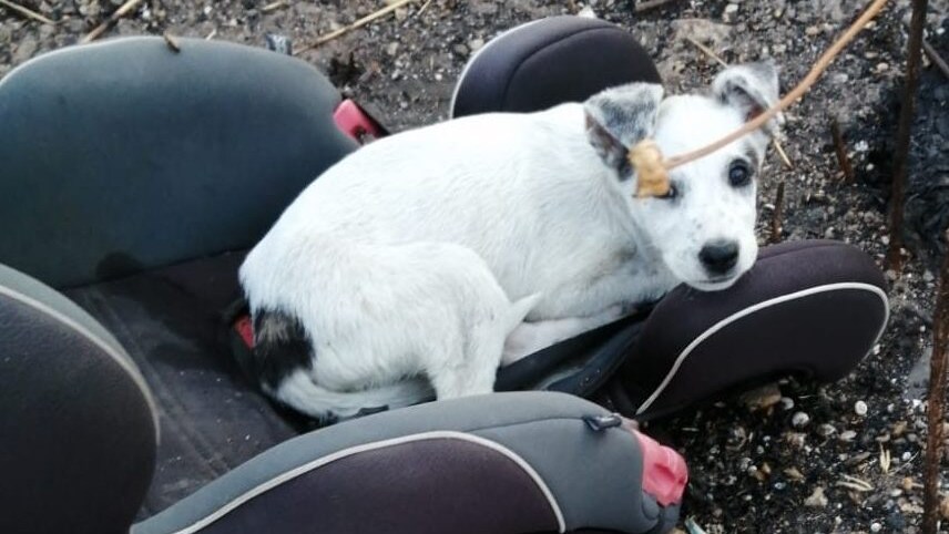 Spazzola cane