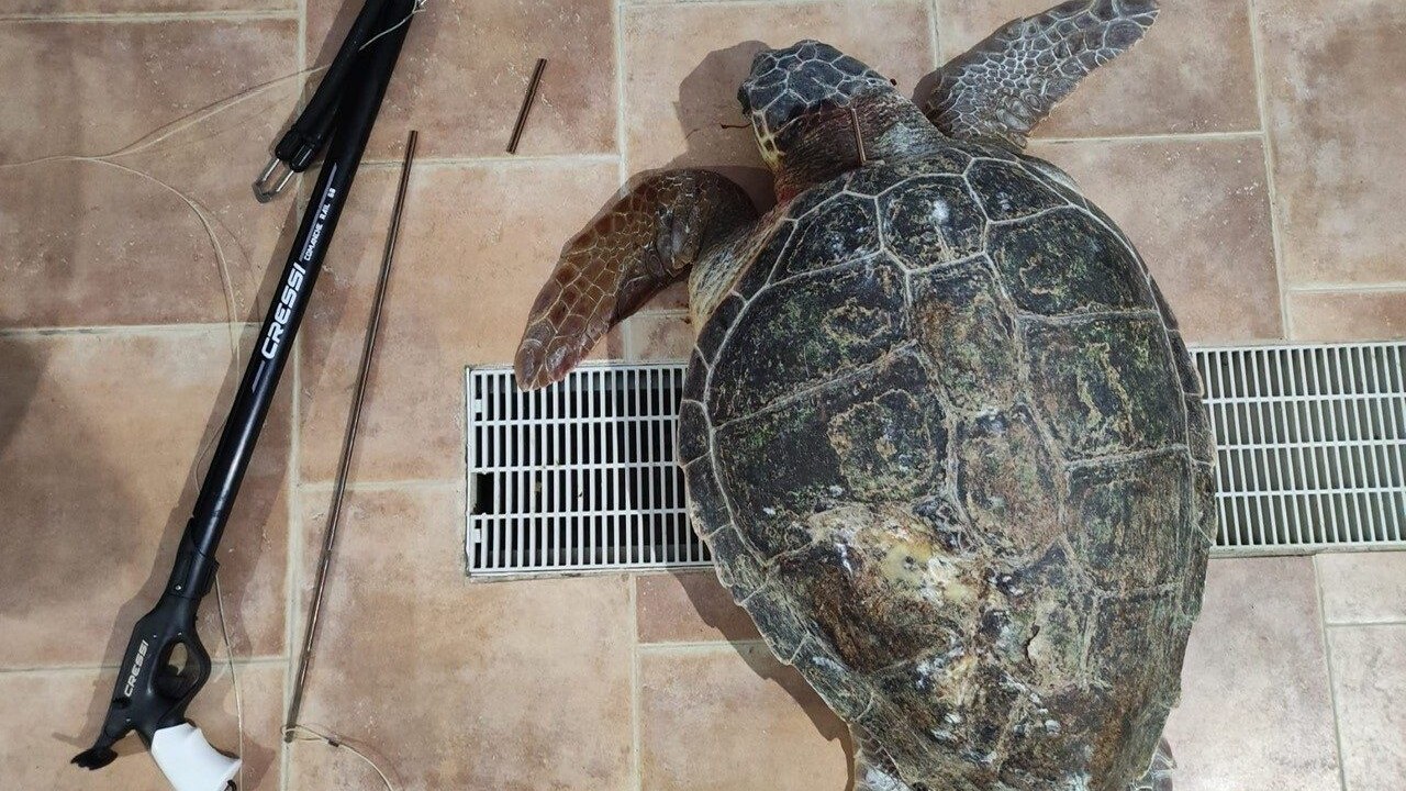 Tartaruga fiocina