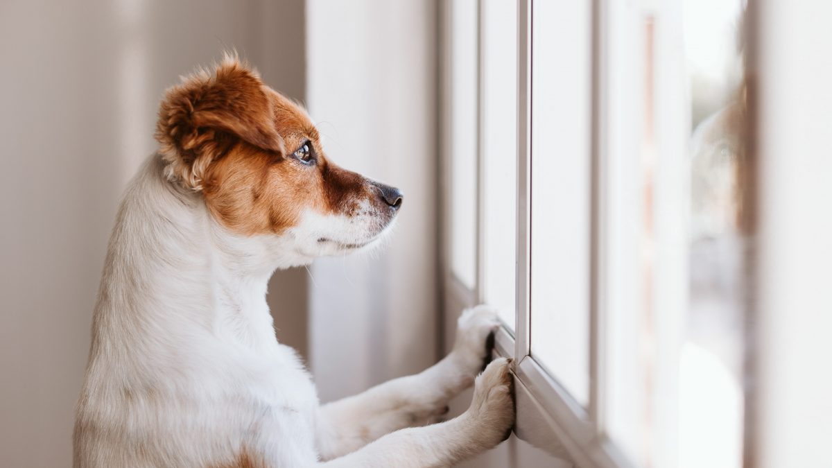 cane in attesa