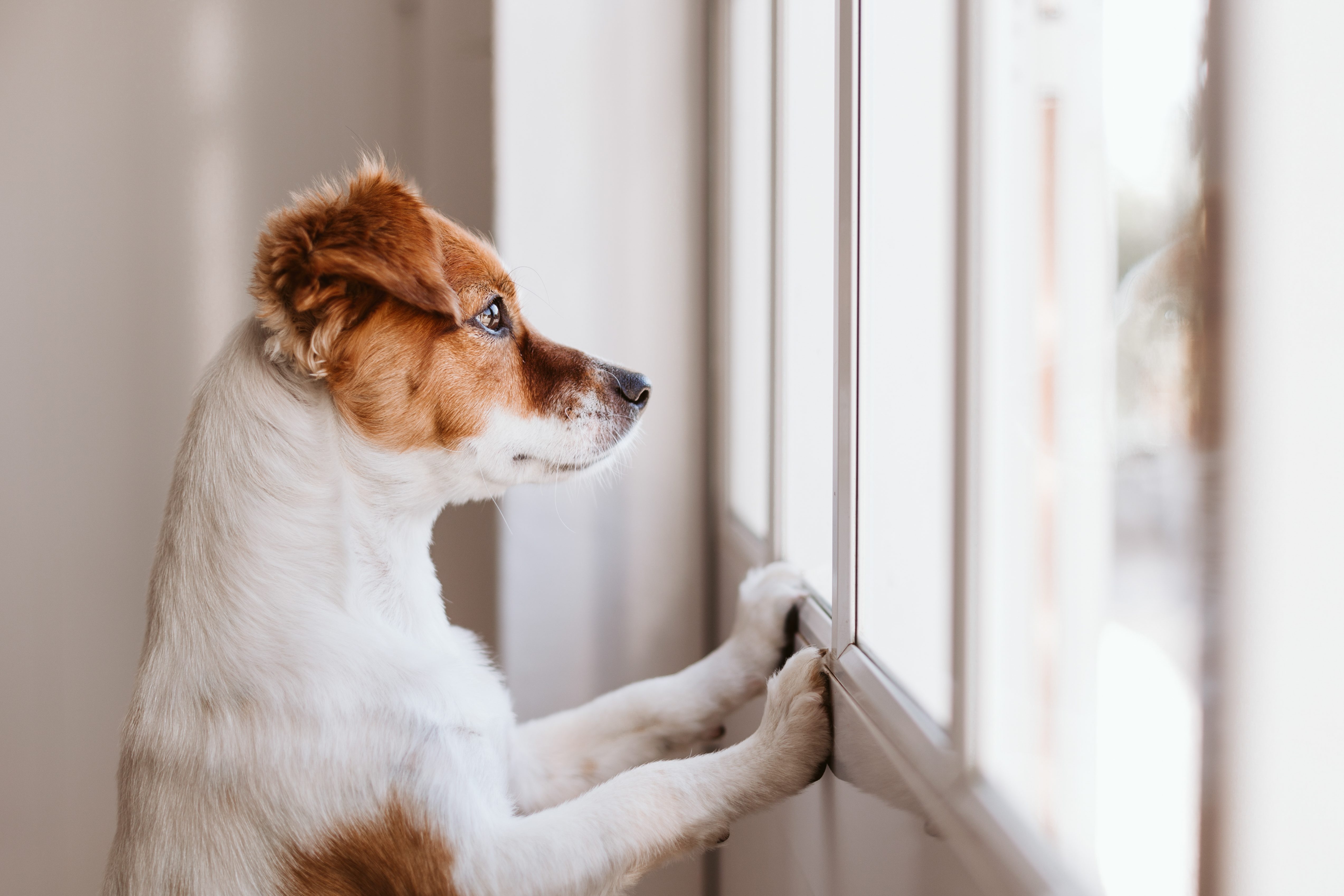 cane in attesa