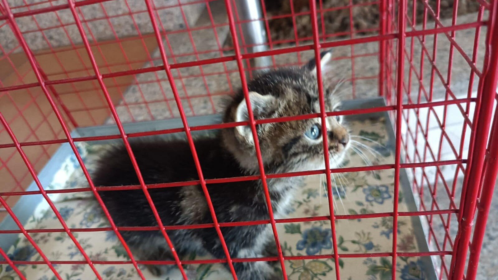 gattino salvato box ostia