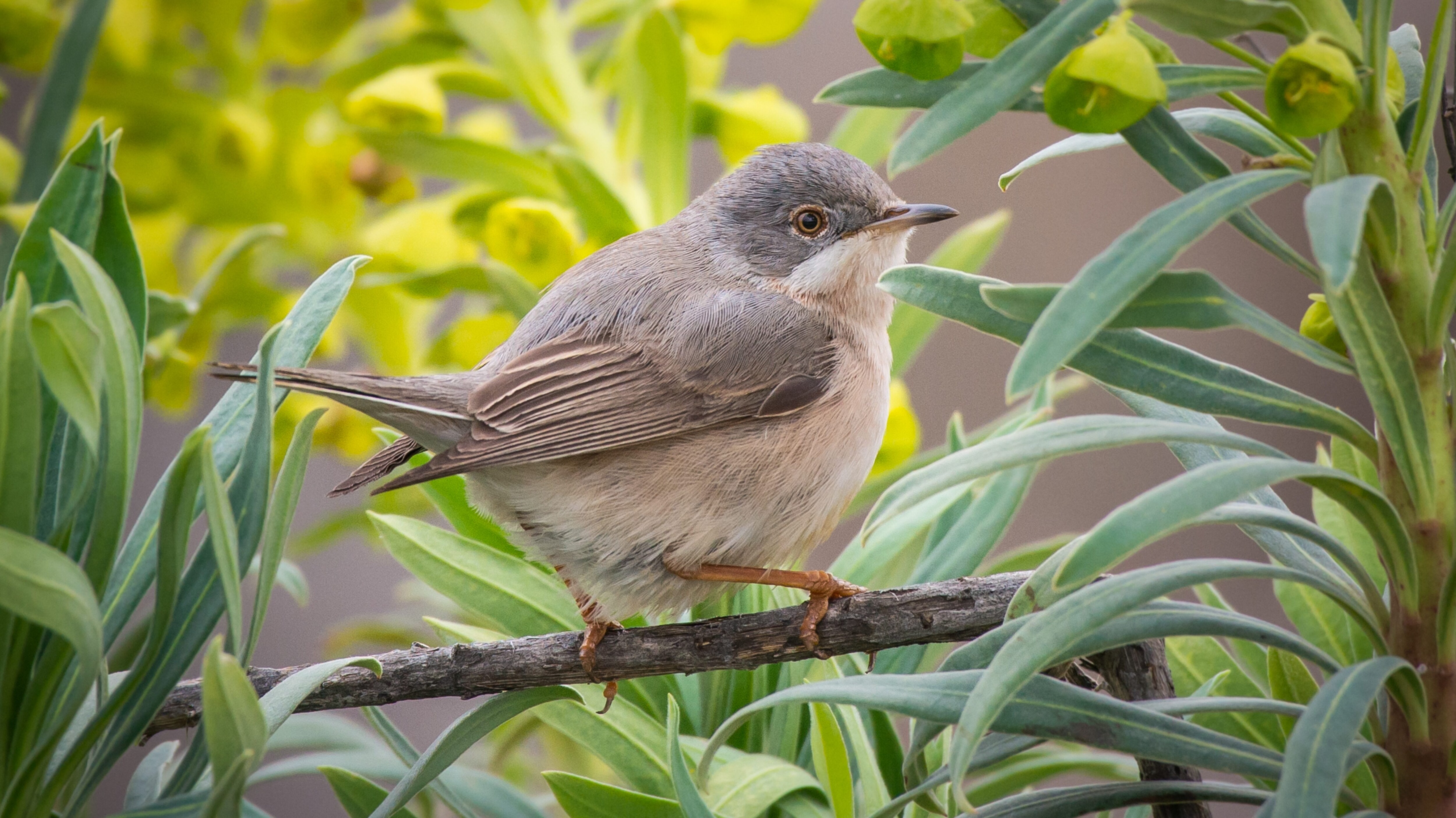 Sterpazzolina (Sylvia cantillans)