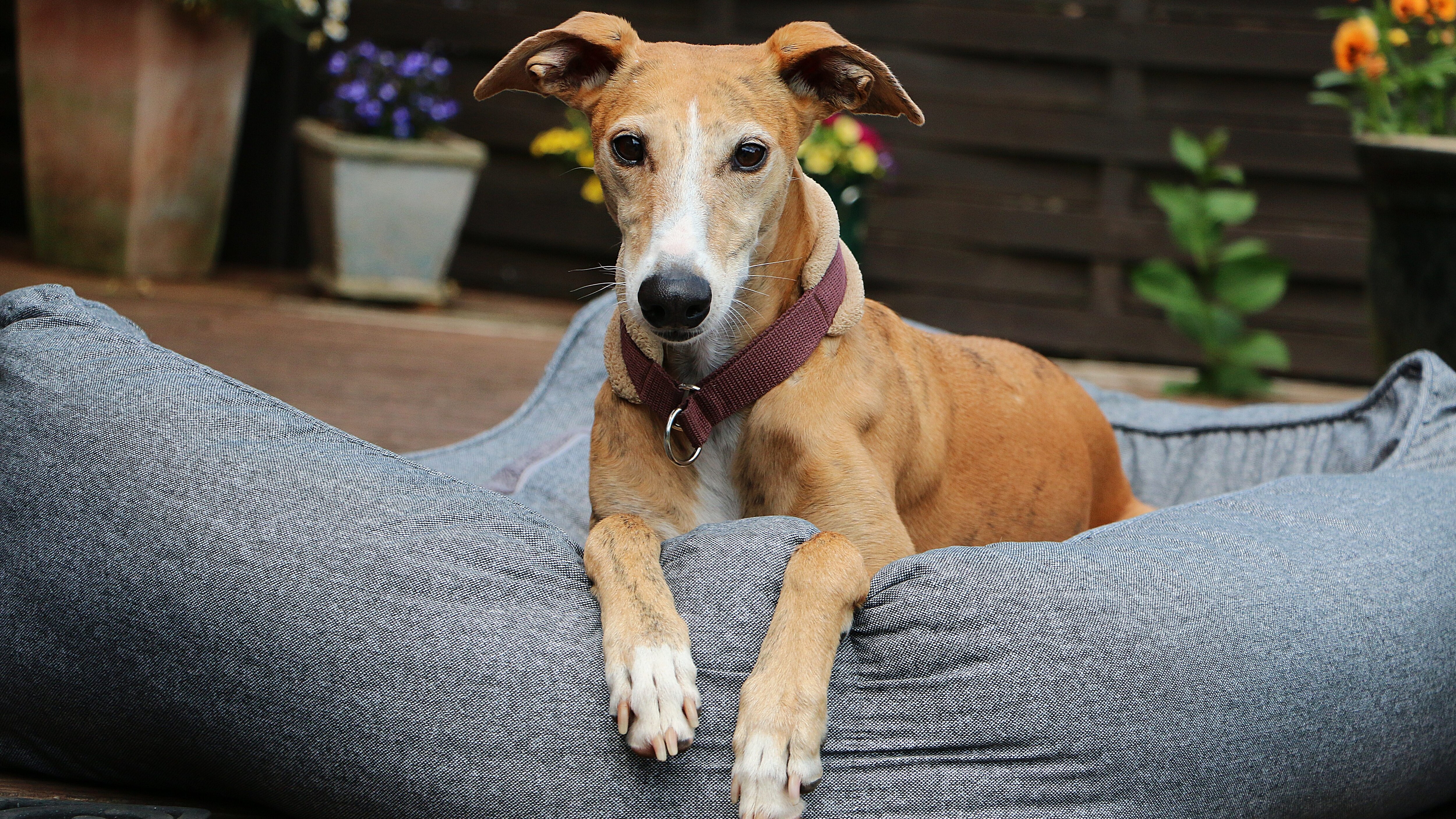 galgo