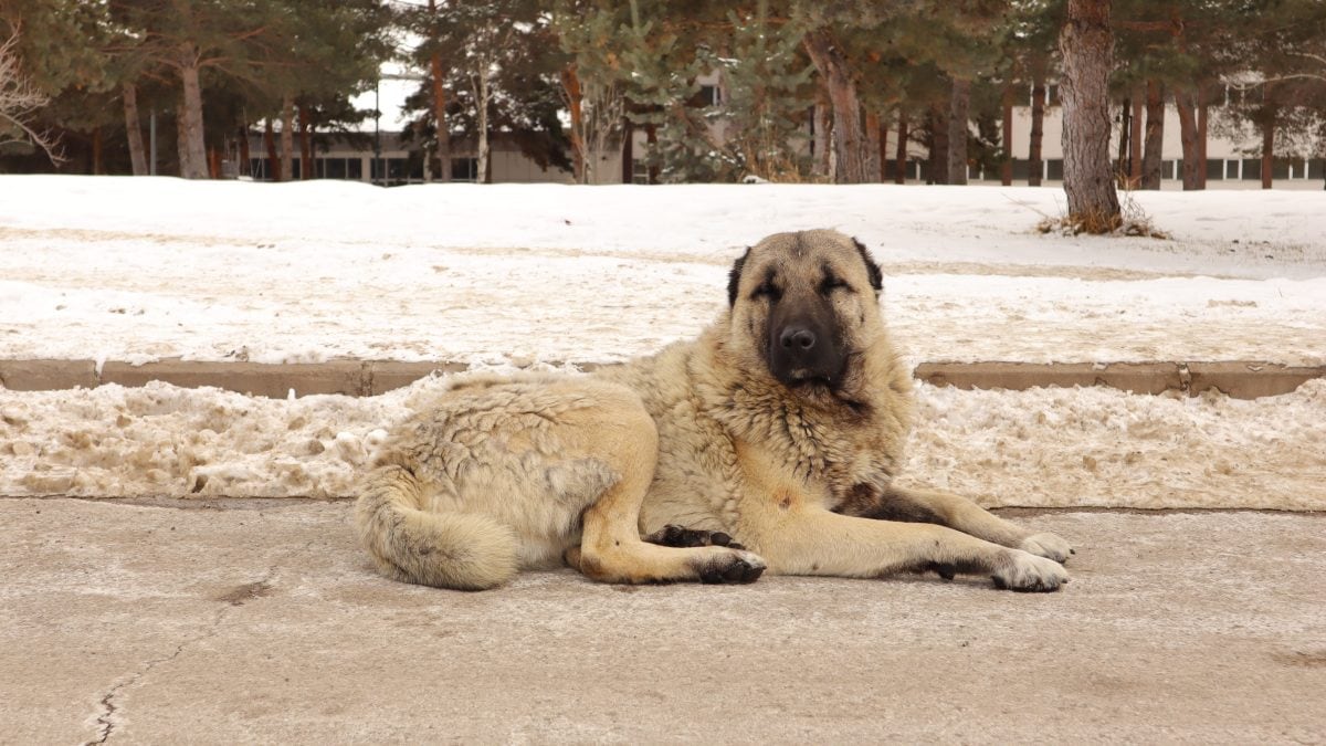 kangal