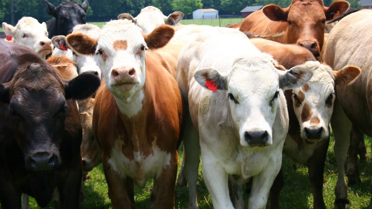 razza piemontese