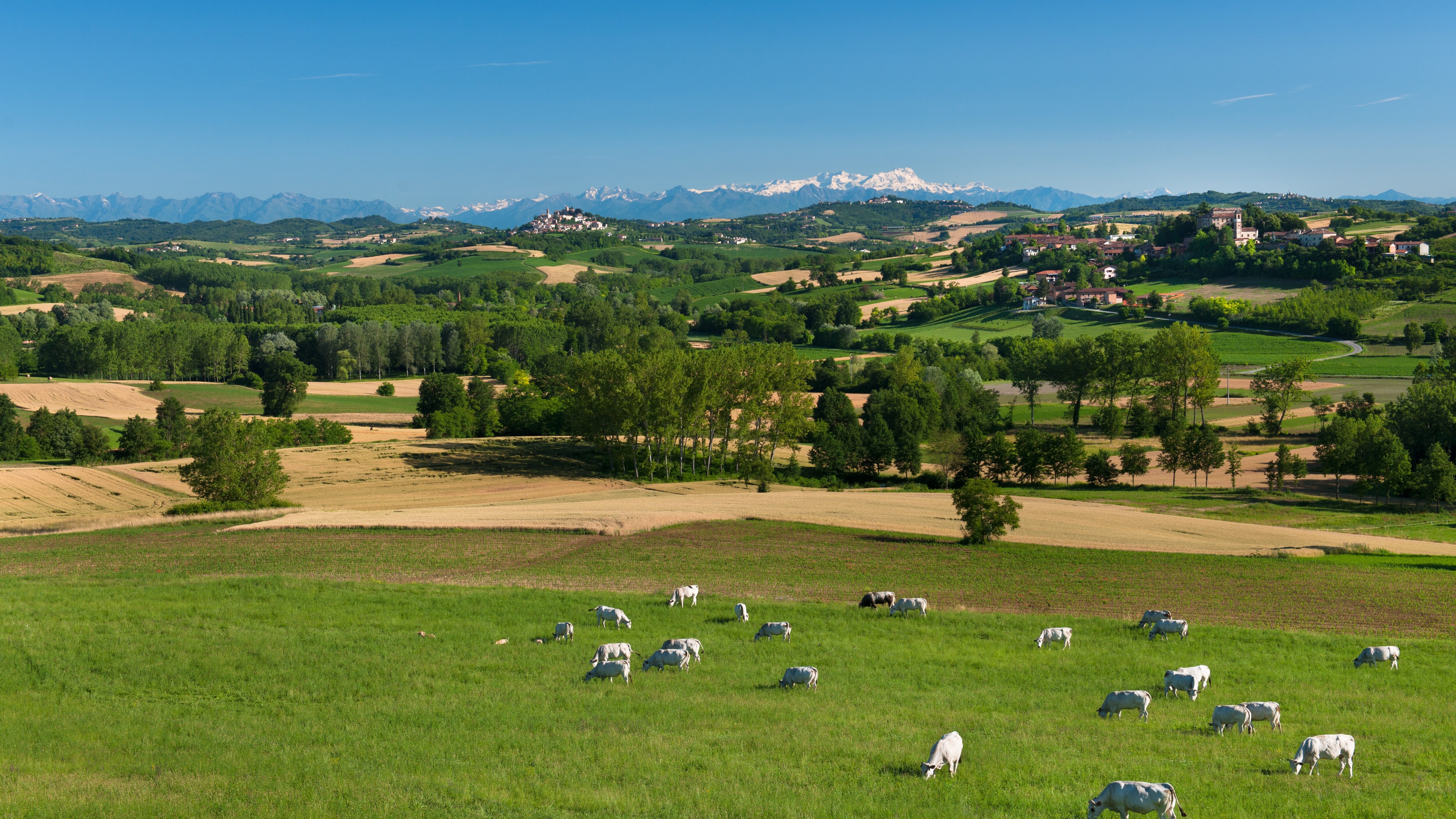 bovini mucche piemonte