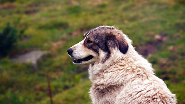 cane da pastore asia centrale