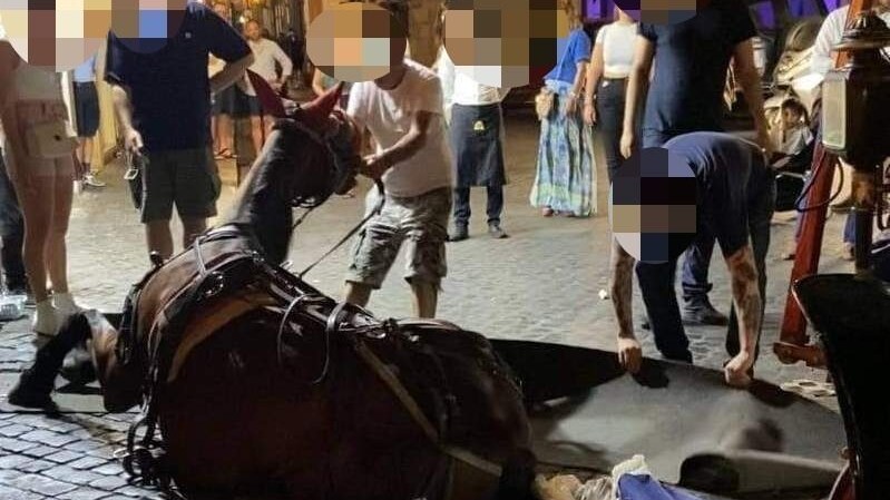 cavallo botticelle roma