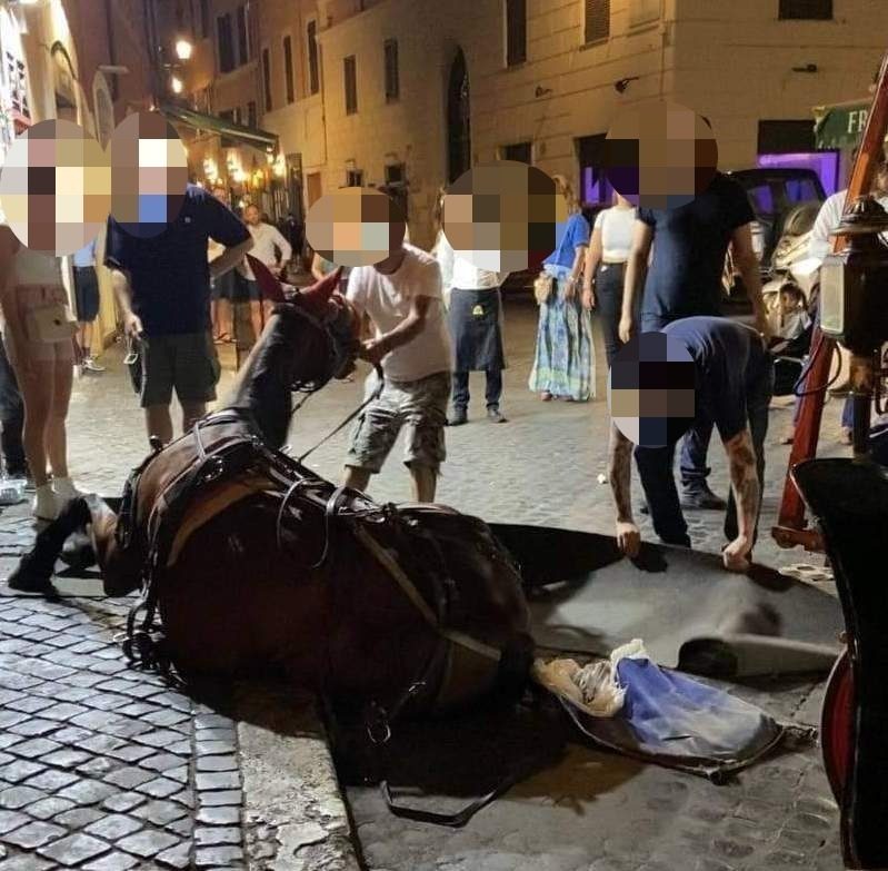 cavallo botticelle roma