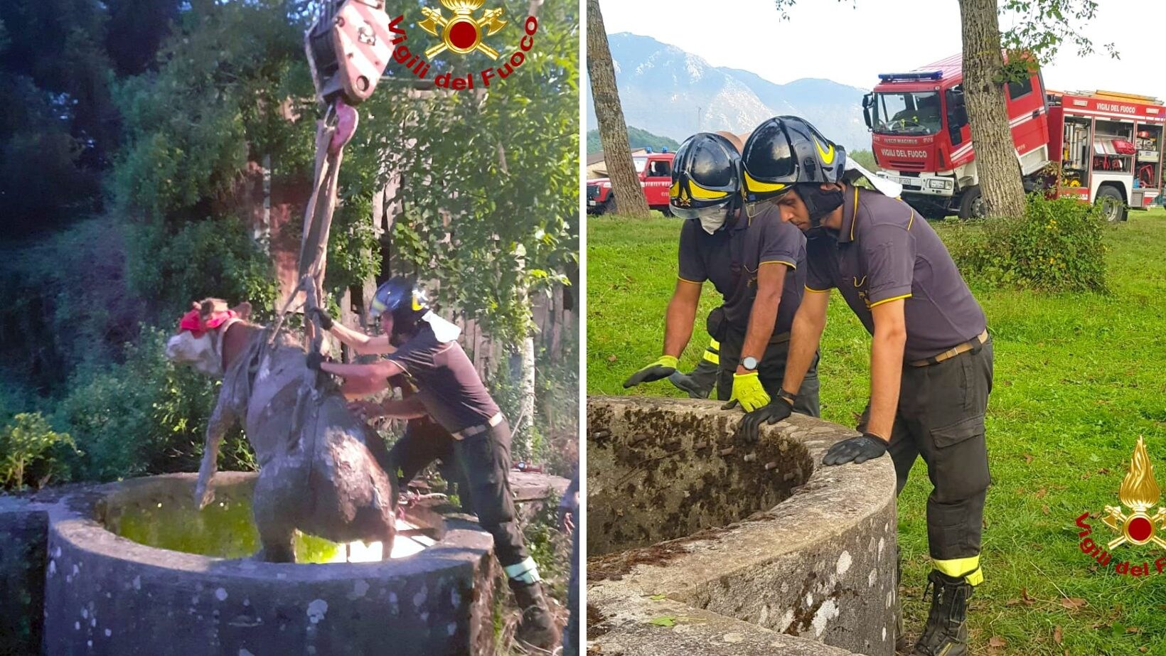 mucca salvataggio pozzo