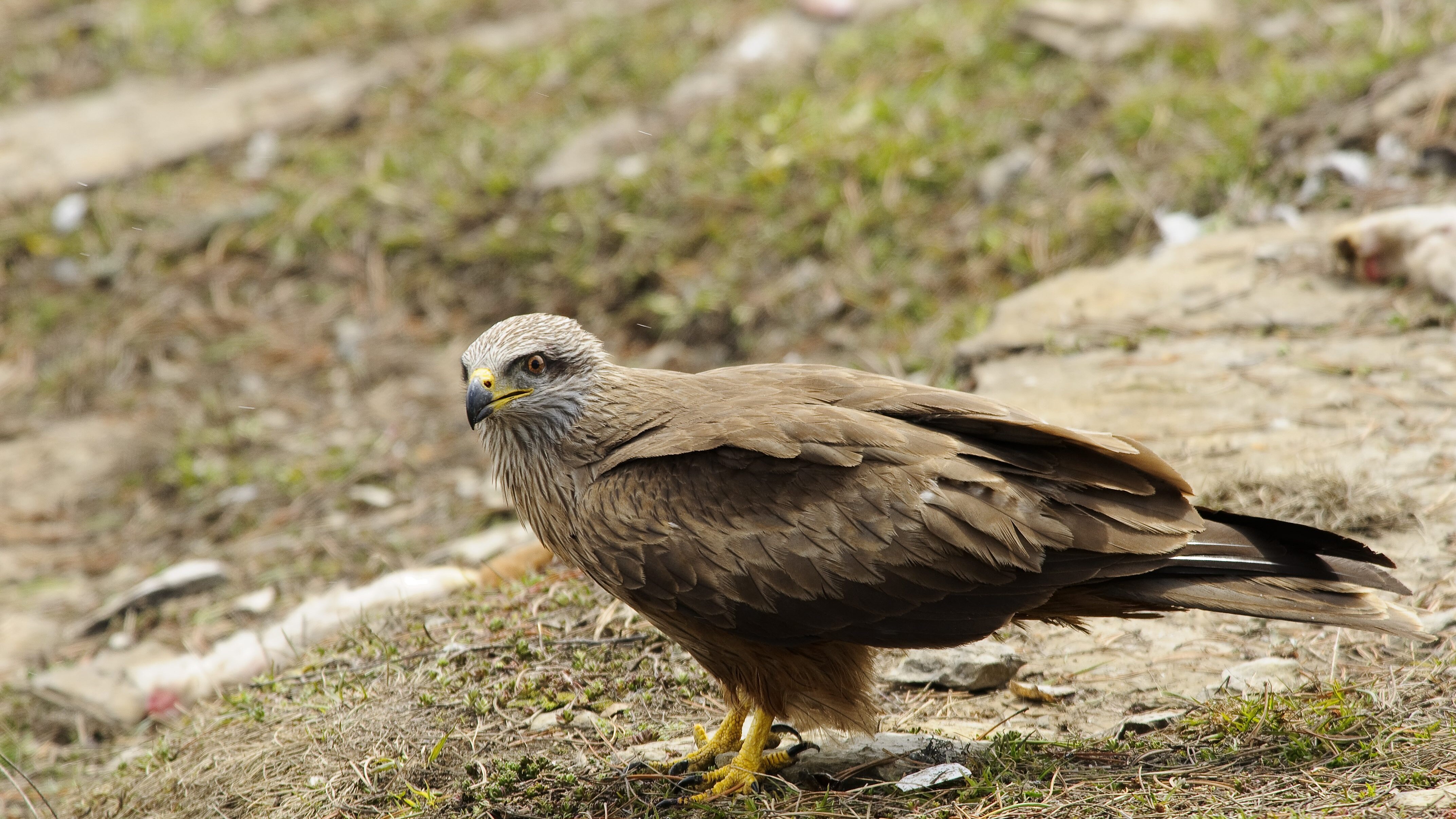 nibbio bruno a terra