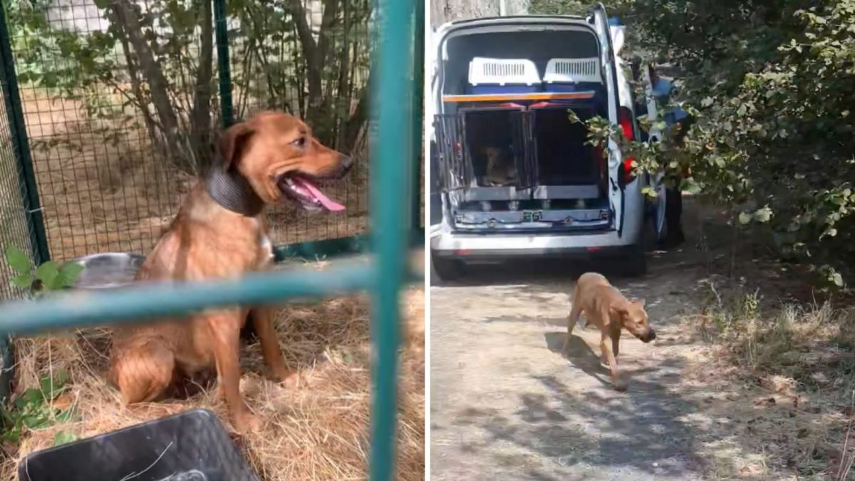 cane ottaviano odessa