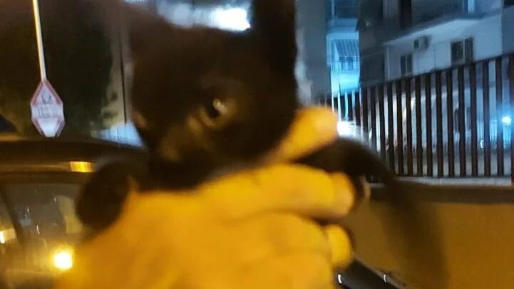 Nogez gattino