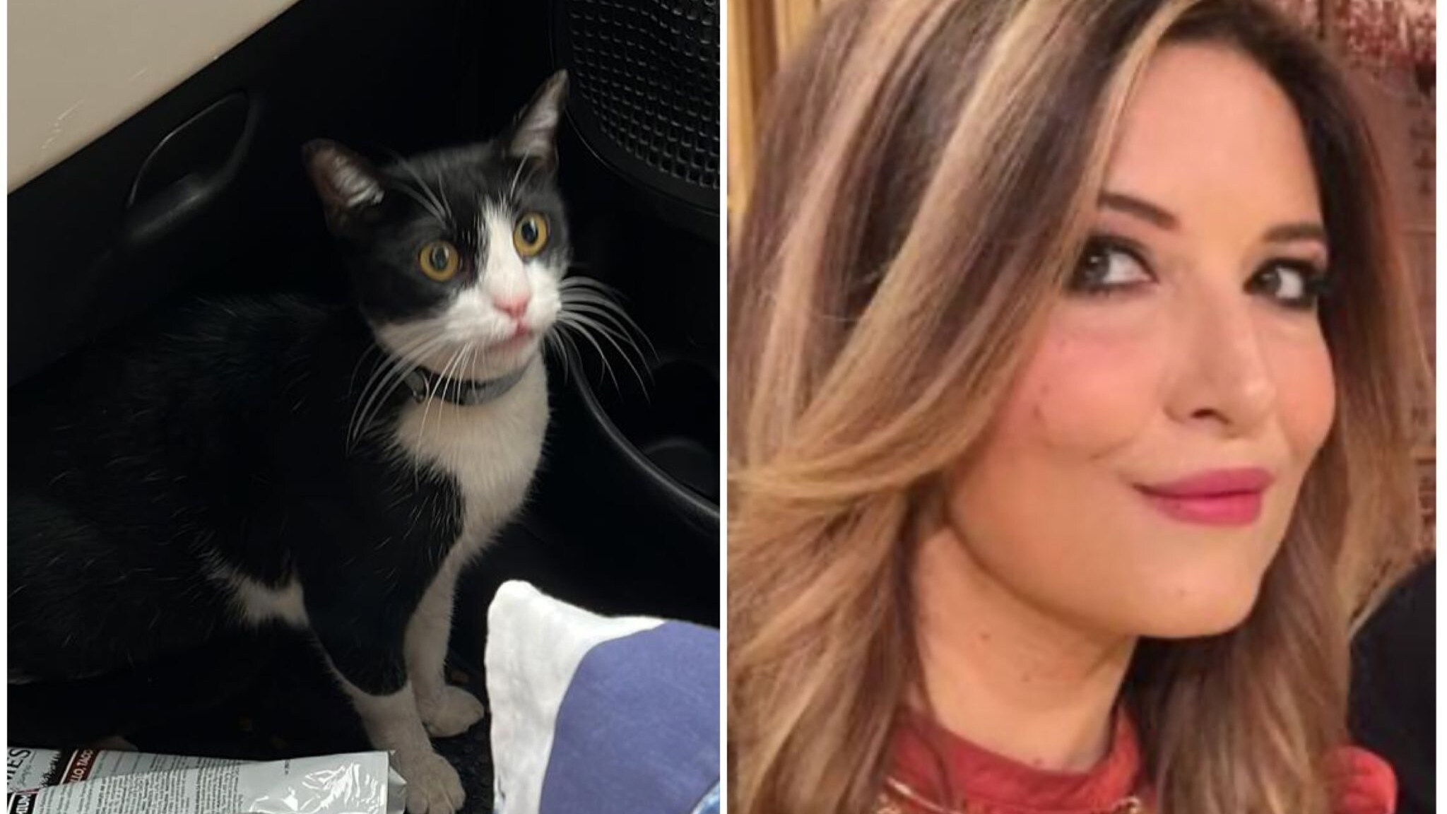 Oscar Selvaggia gatto