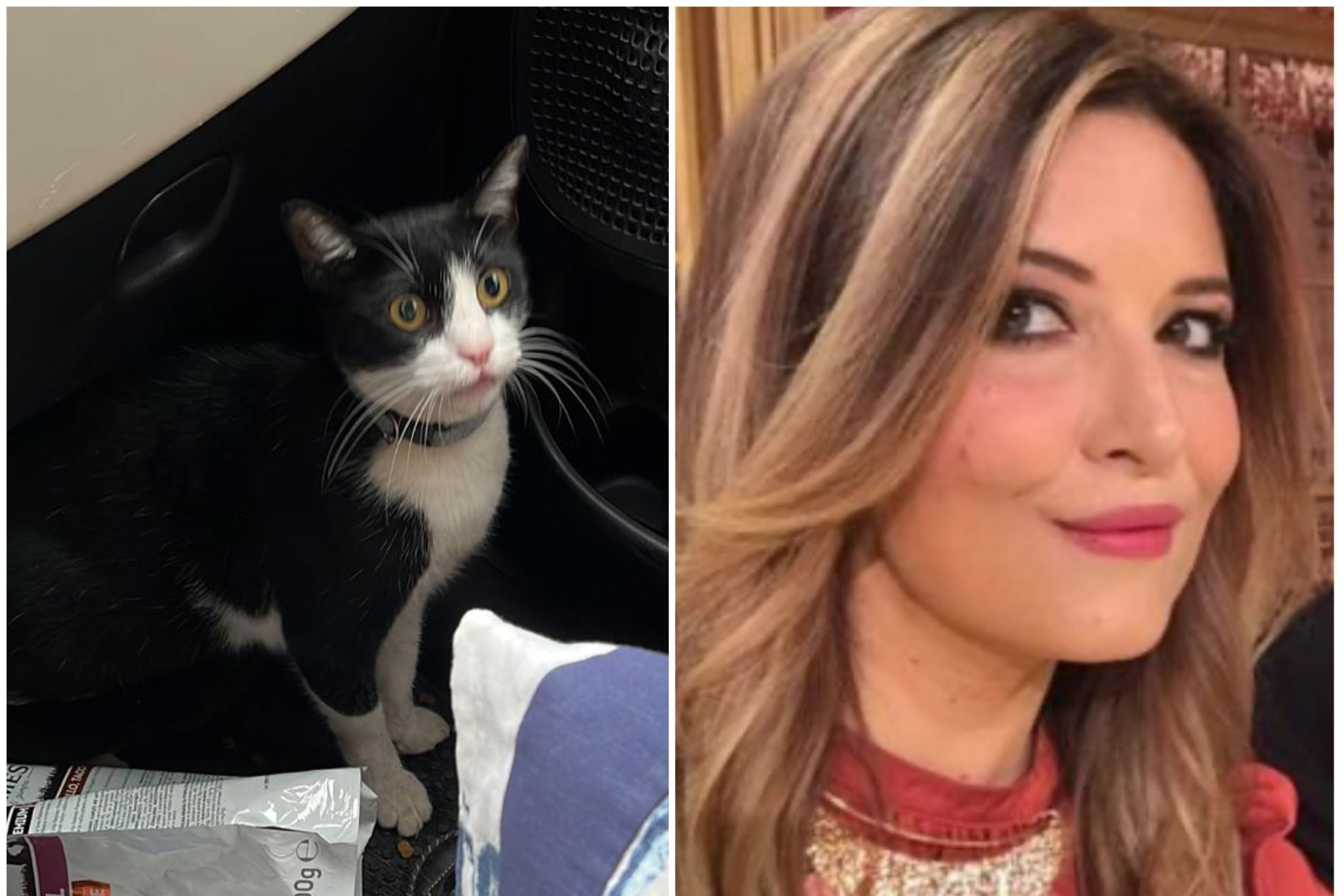 Oscar Selvaggia gatto