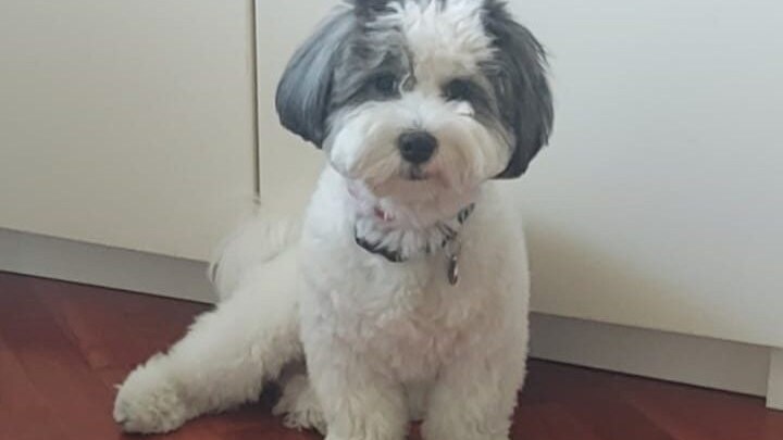 Steve Maltipoo