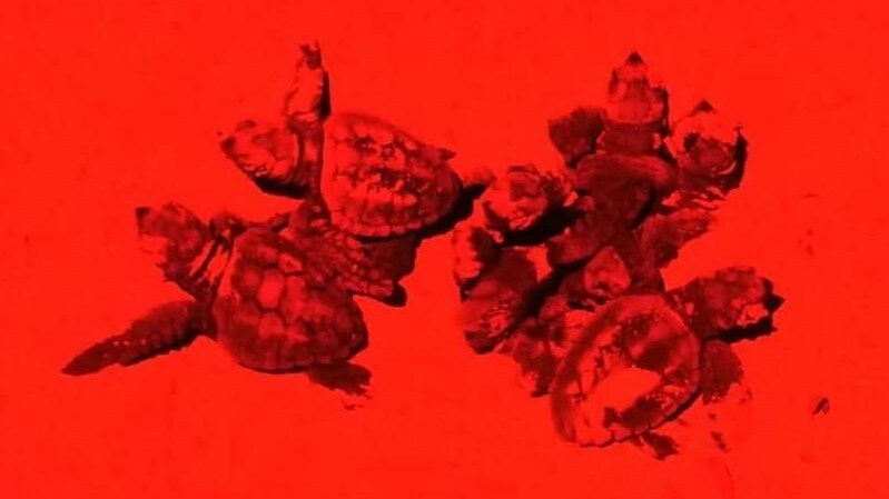 Tartarughe notte