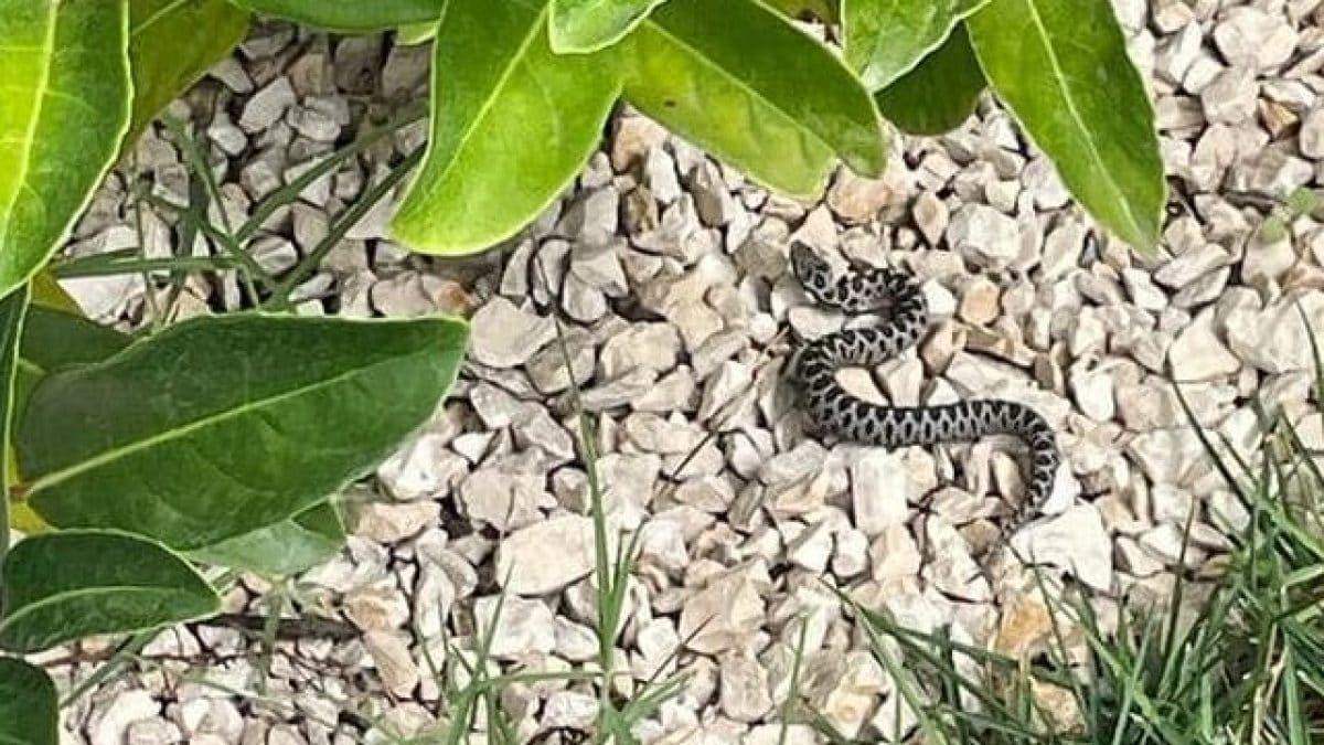 Vipera