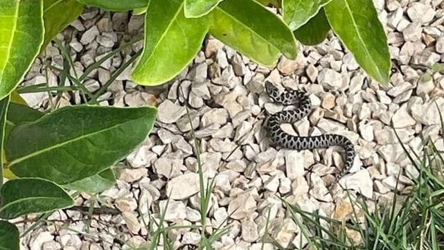Vipera