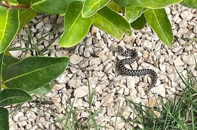 Vipera